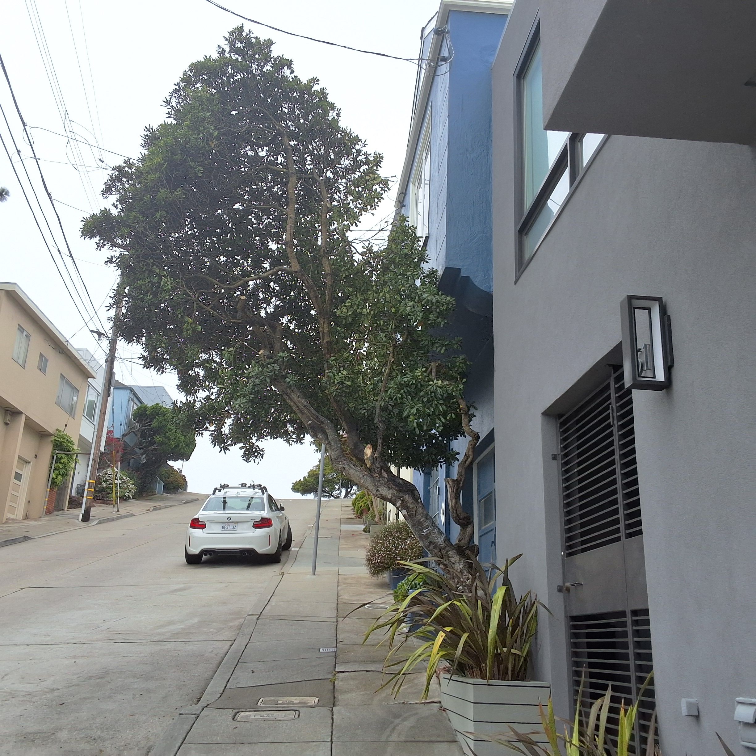 51 Farnum St tree