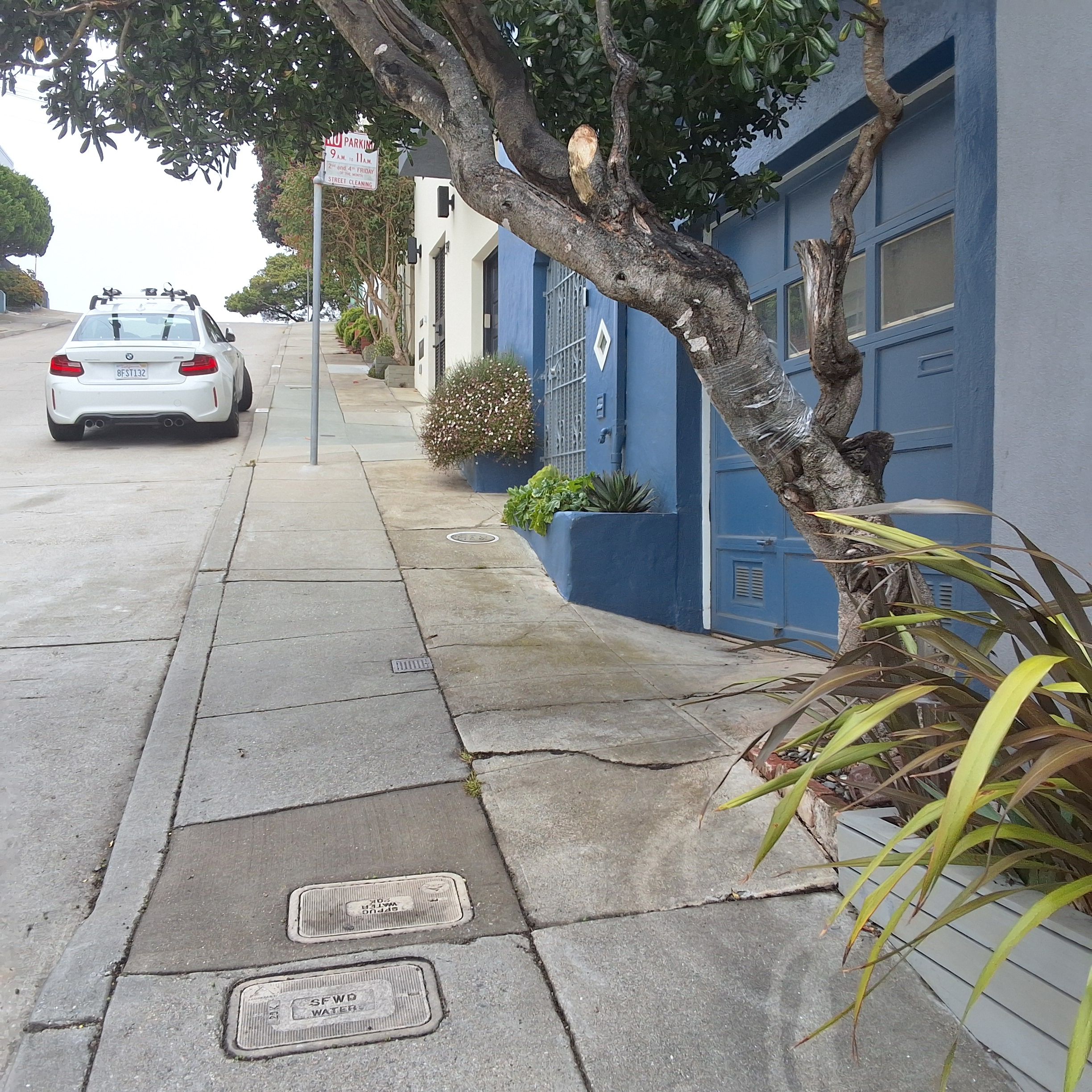 51 Farnum St tree