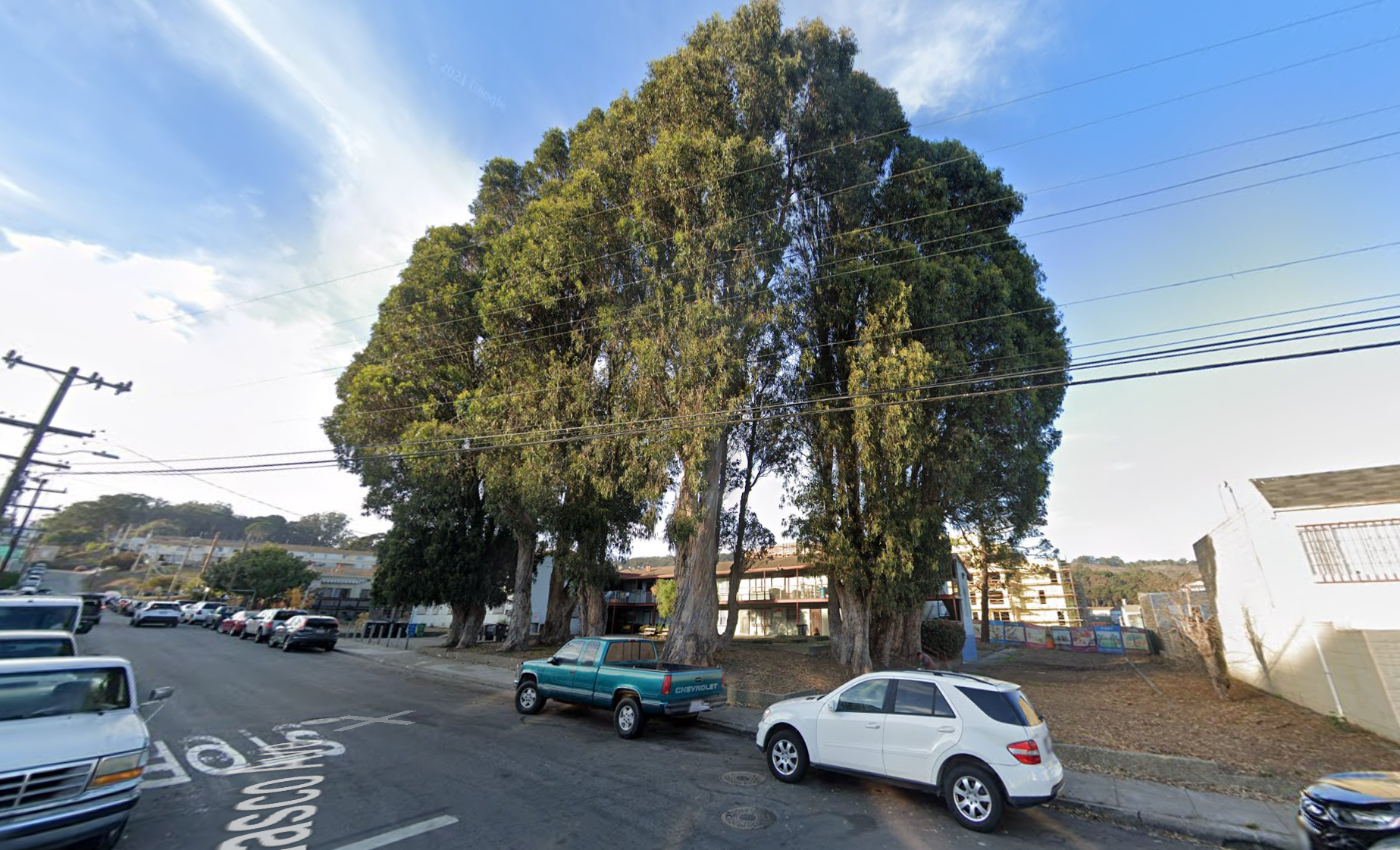 tree at 600 - 700 Velasco Ave