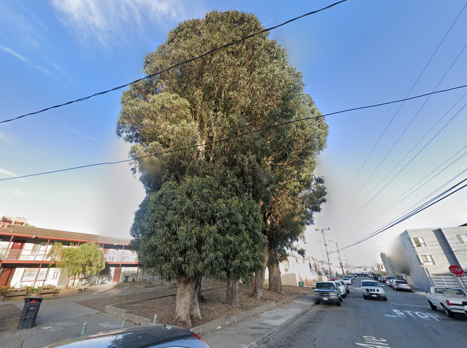 tree at 600 - 700 Velasco Ave