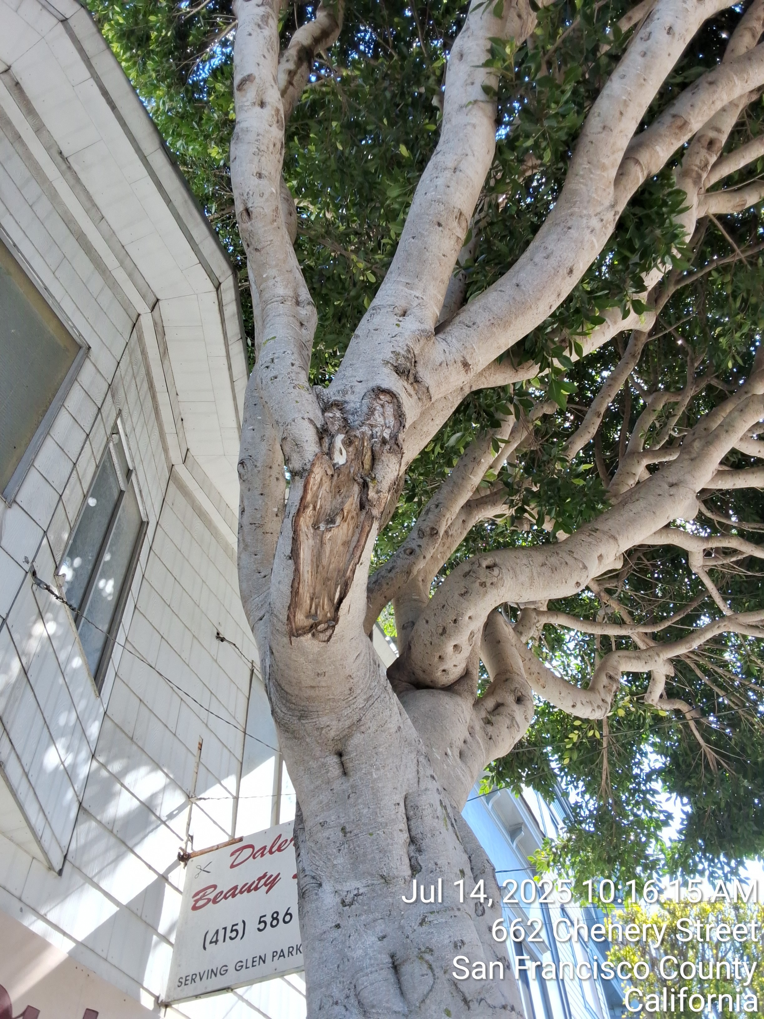 660 Chenery St tree
