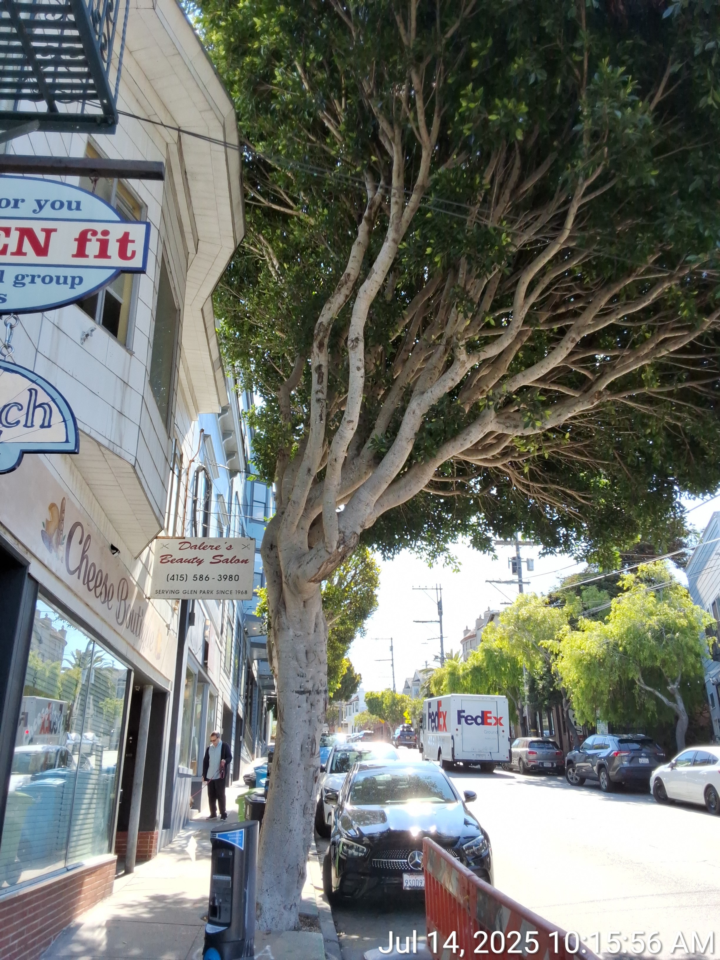 660 Chenery St tree