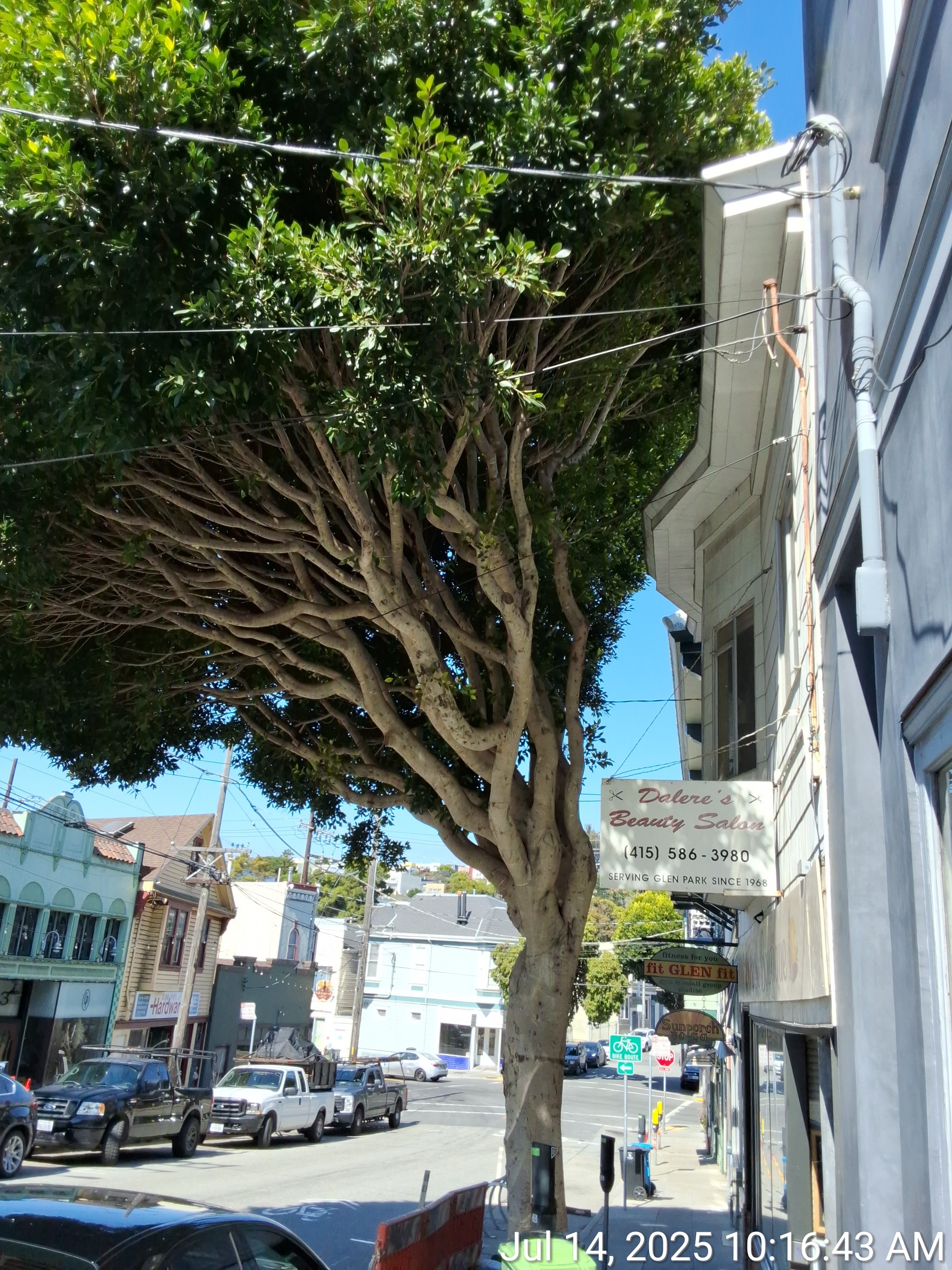 660 Chenery St tree