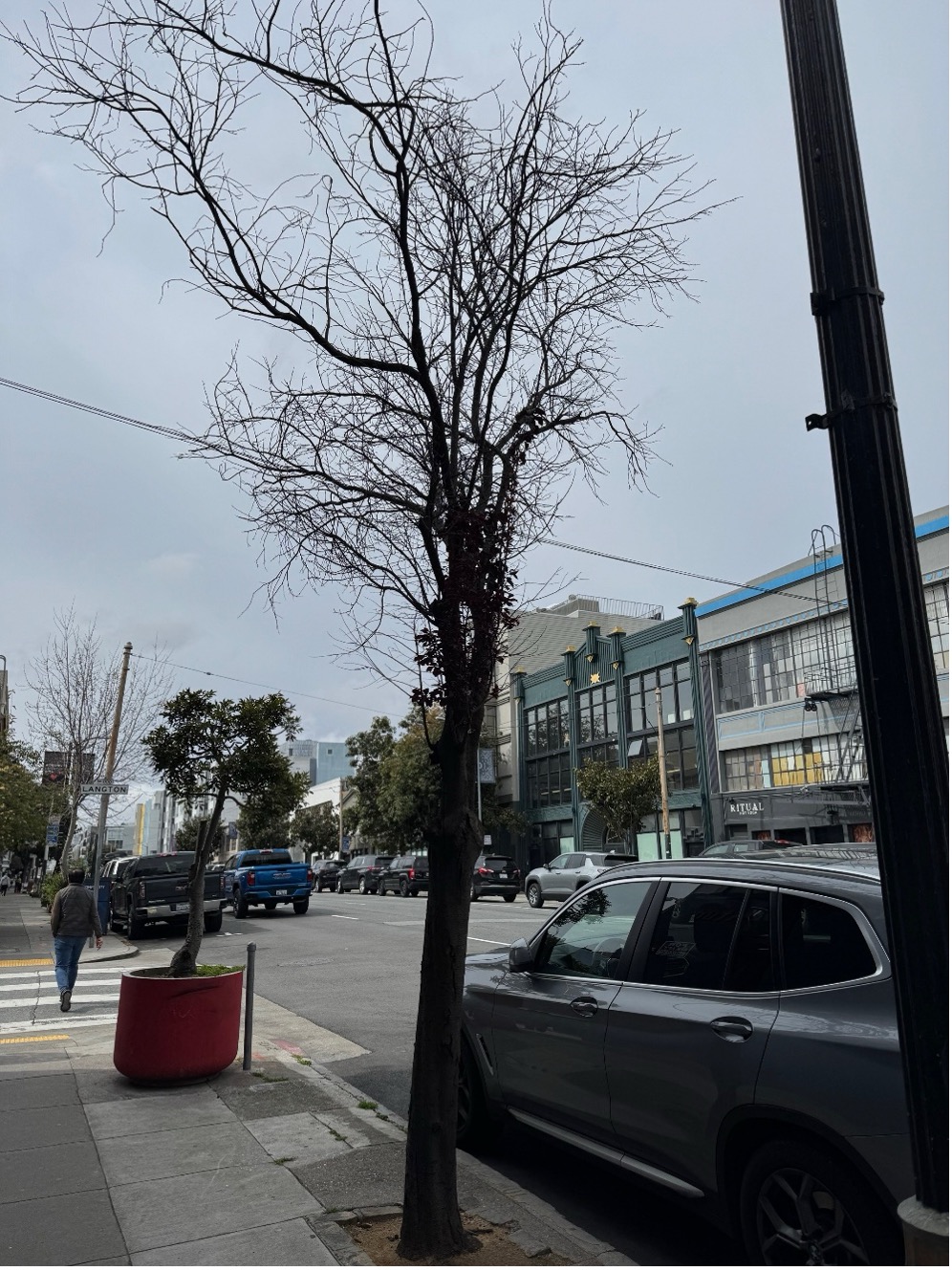 1121 Howard Street tree