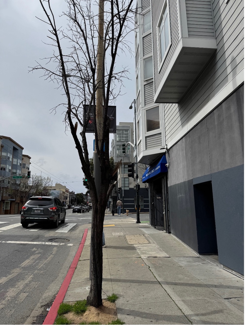 1096 Howard St. tree