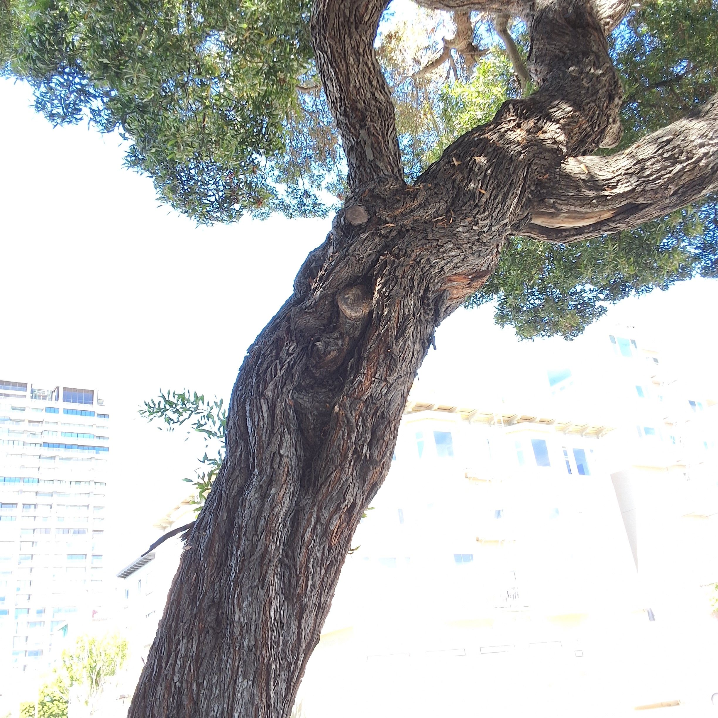 1653 Jones St tree