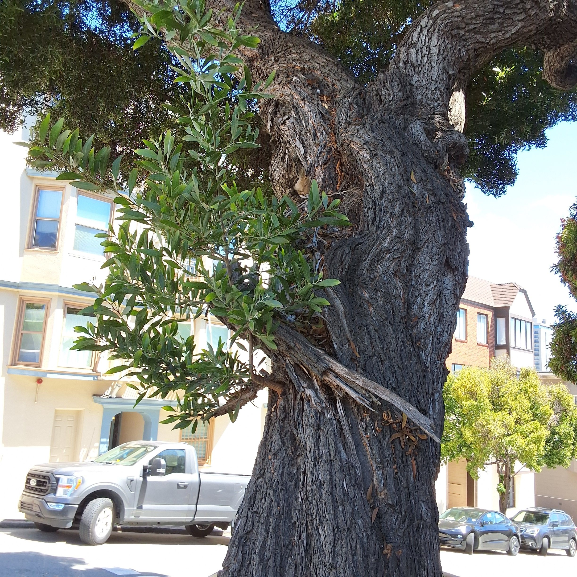 1653 Jones St tree