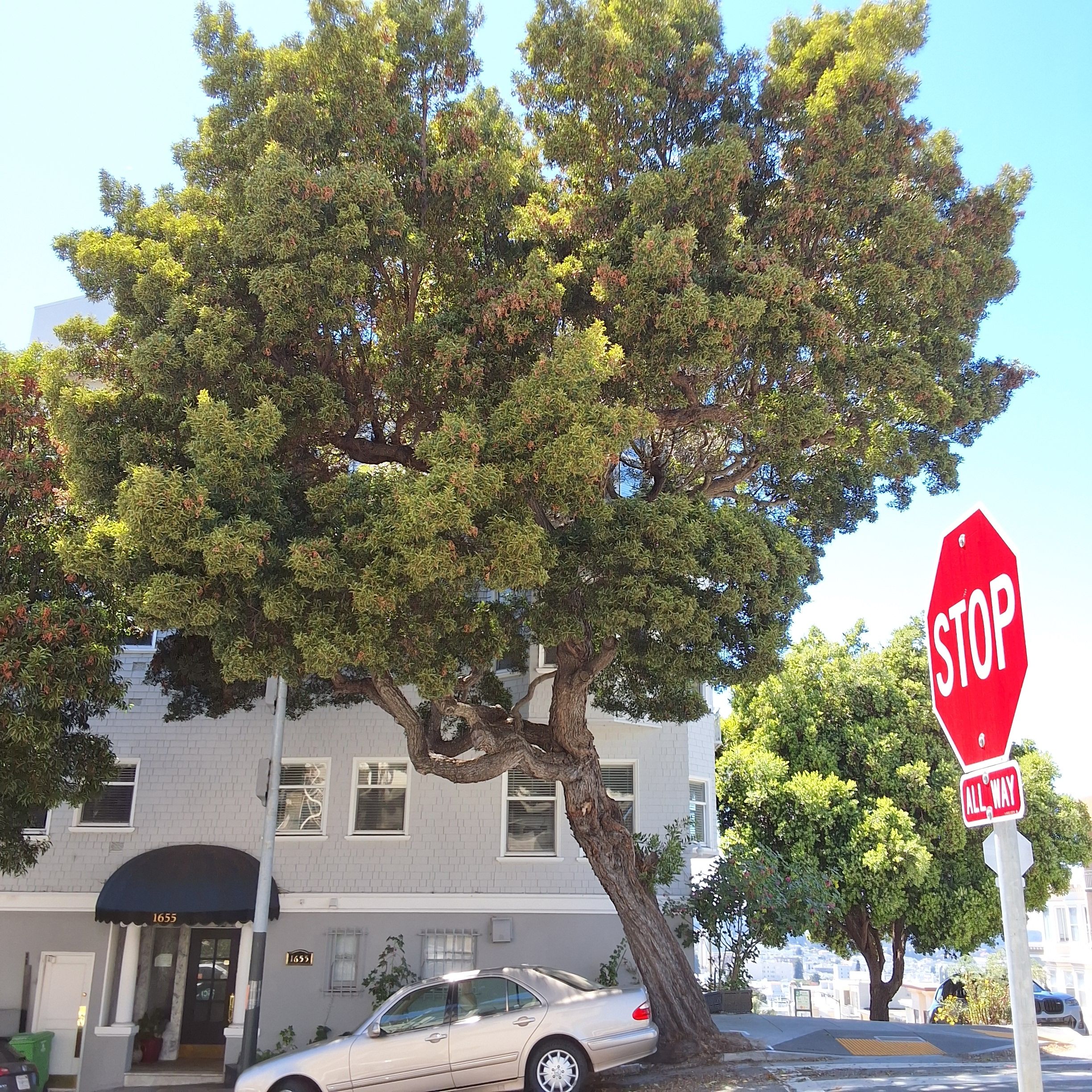 1653 Jones St tree