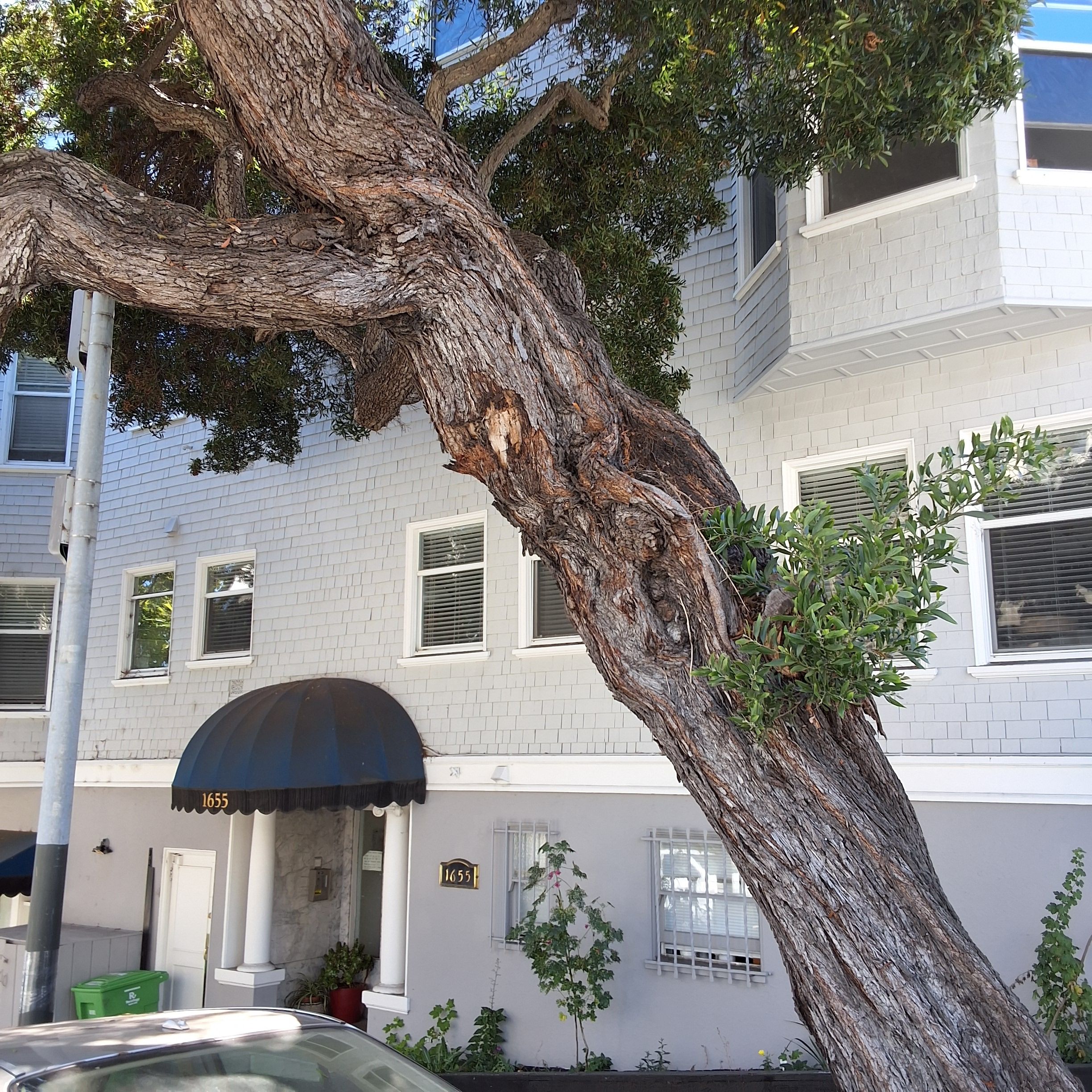 1653 Jones St tree