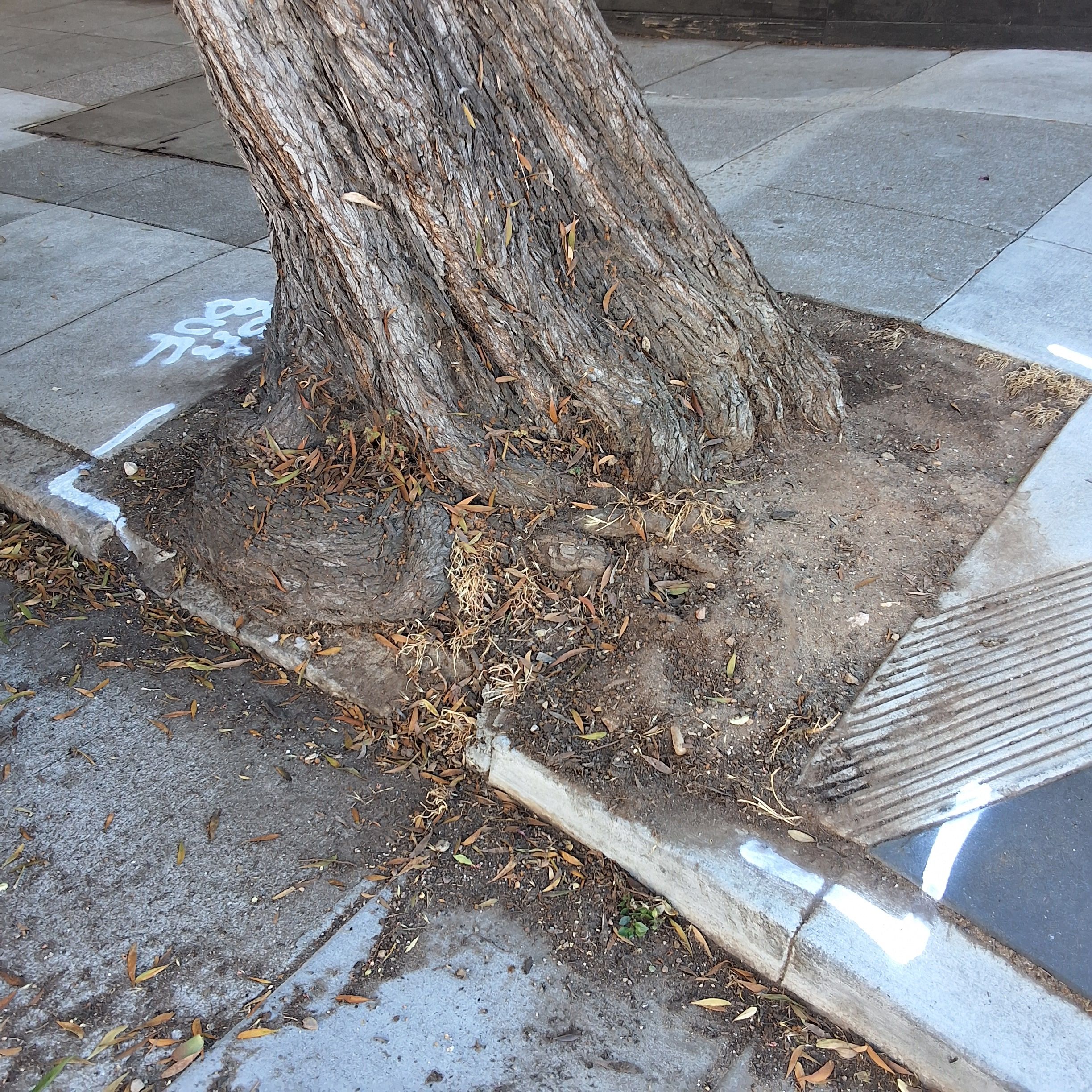 1653 Jones St tree