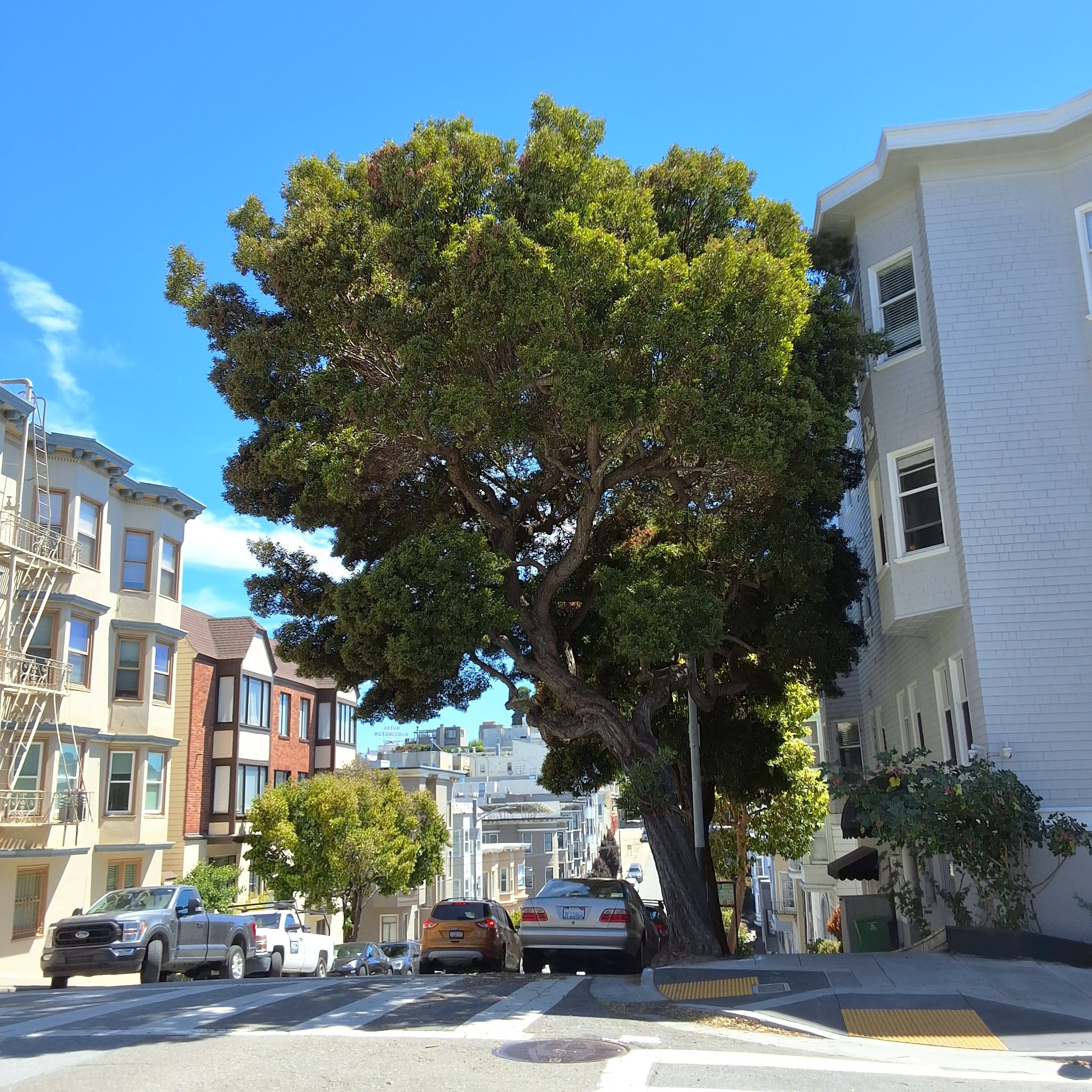 1653 Jones St tree