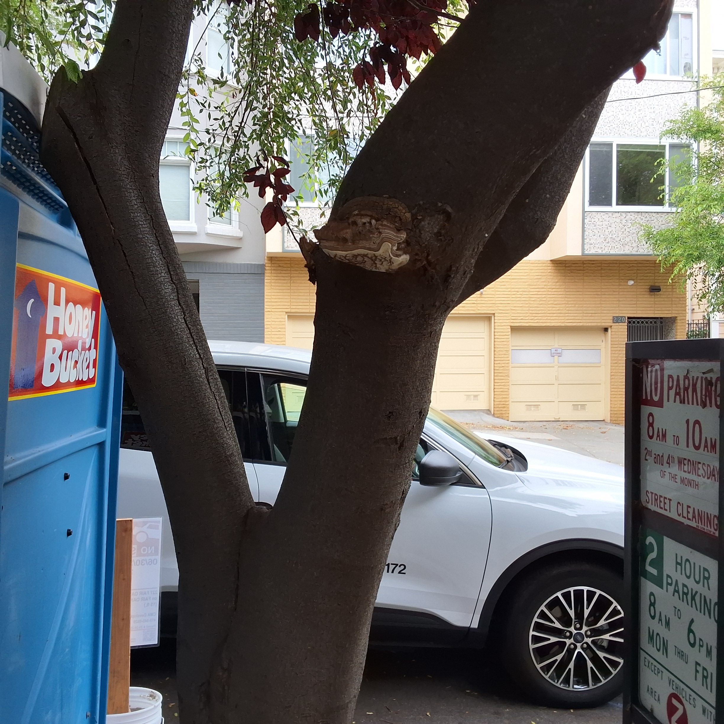 223 Fair Oaks tree