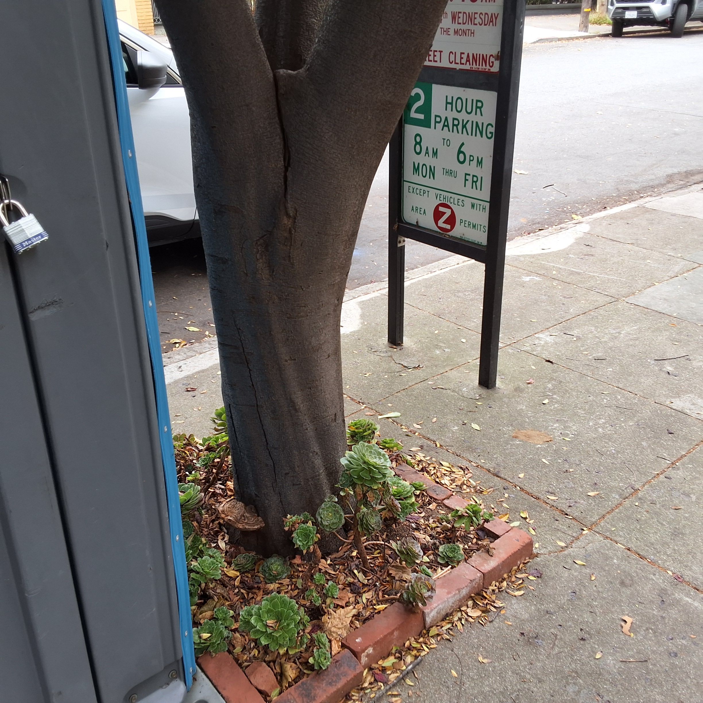 223 Fair Oaks tree
