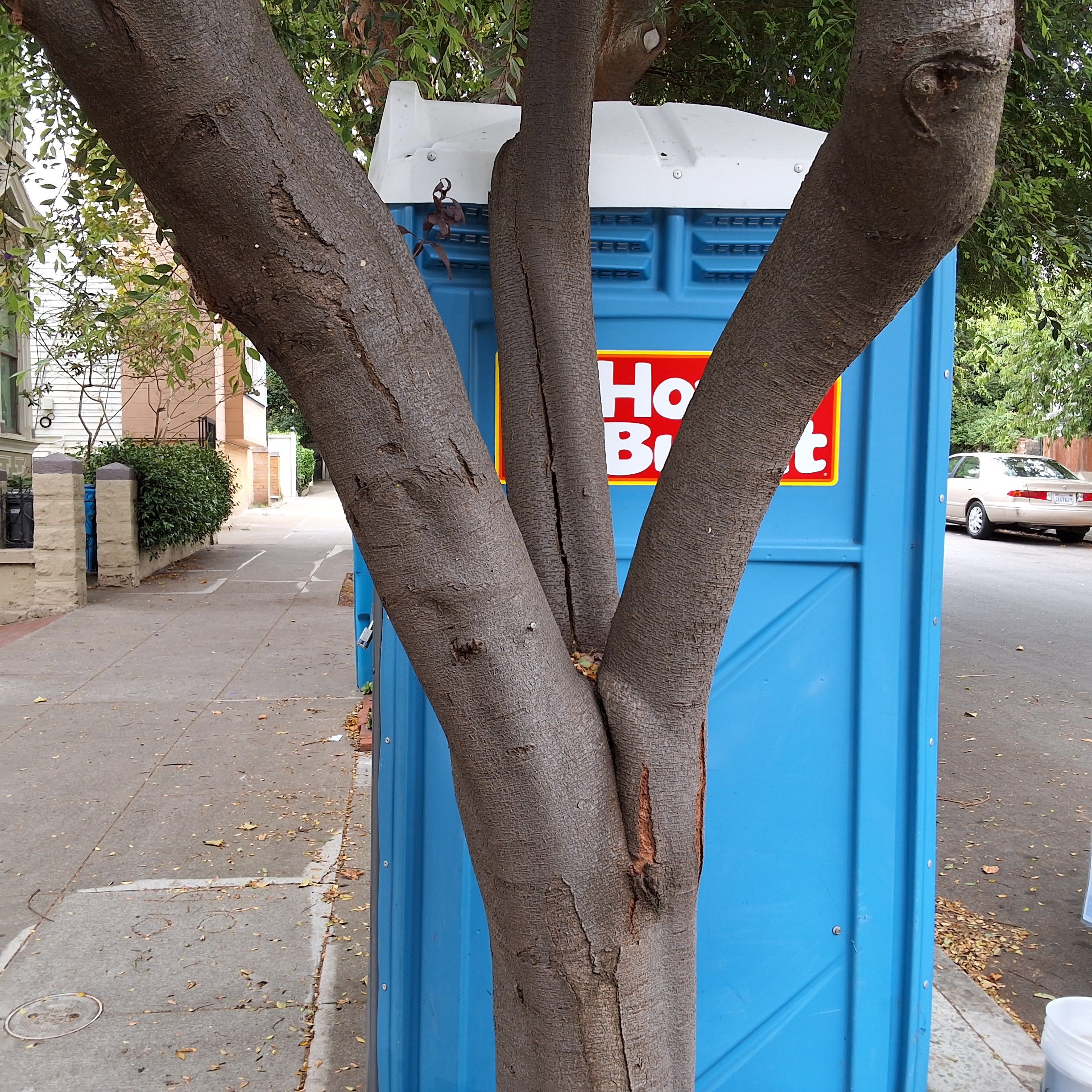 223 Fair Oaks tree