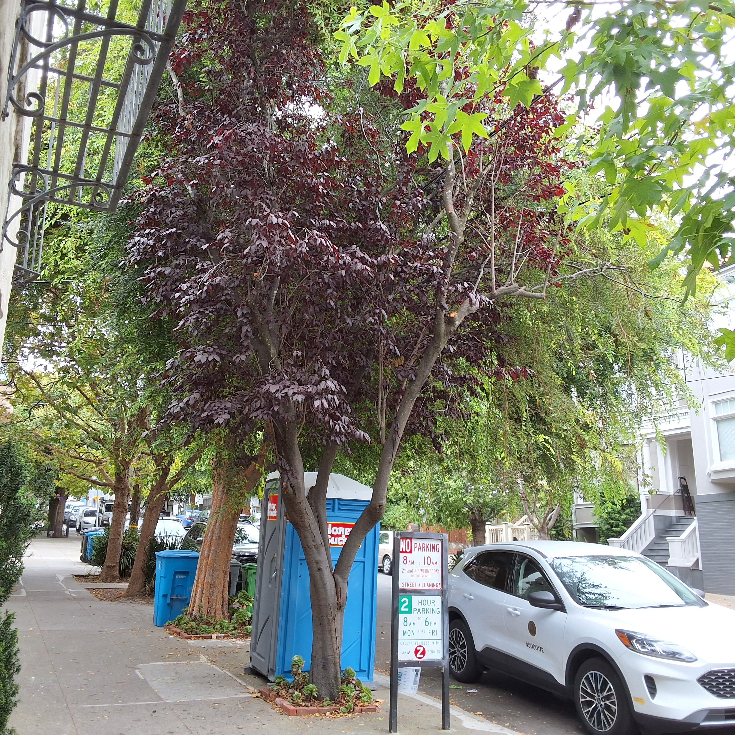 223 Fair Oaks tree