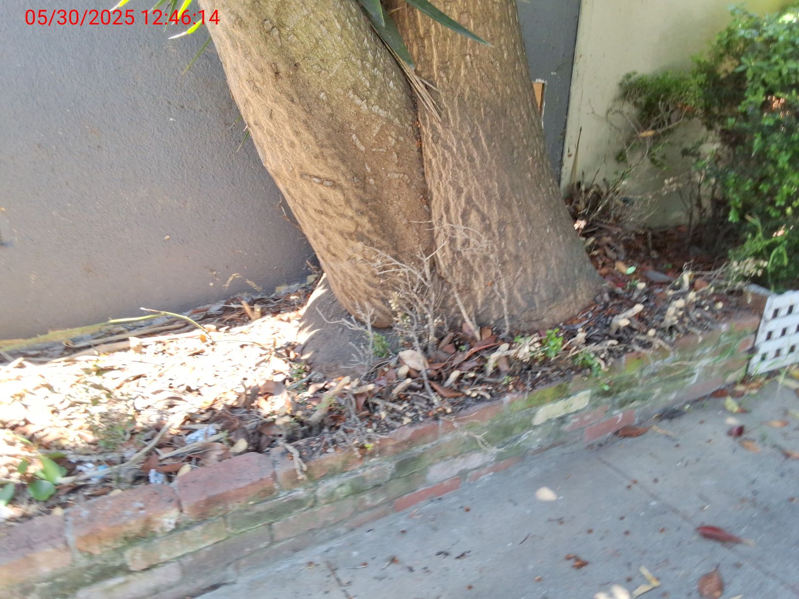 53 Sussex St tree