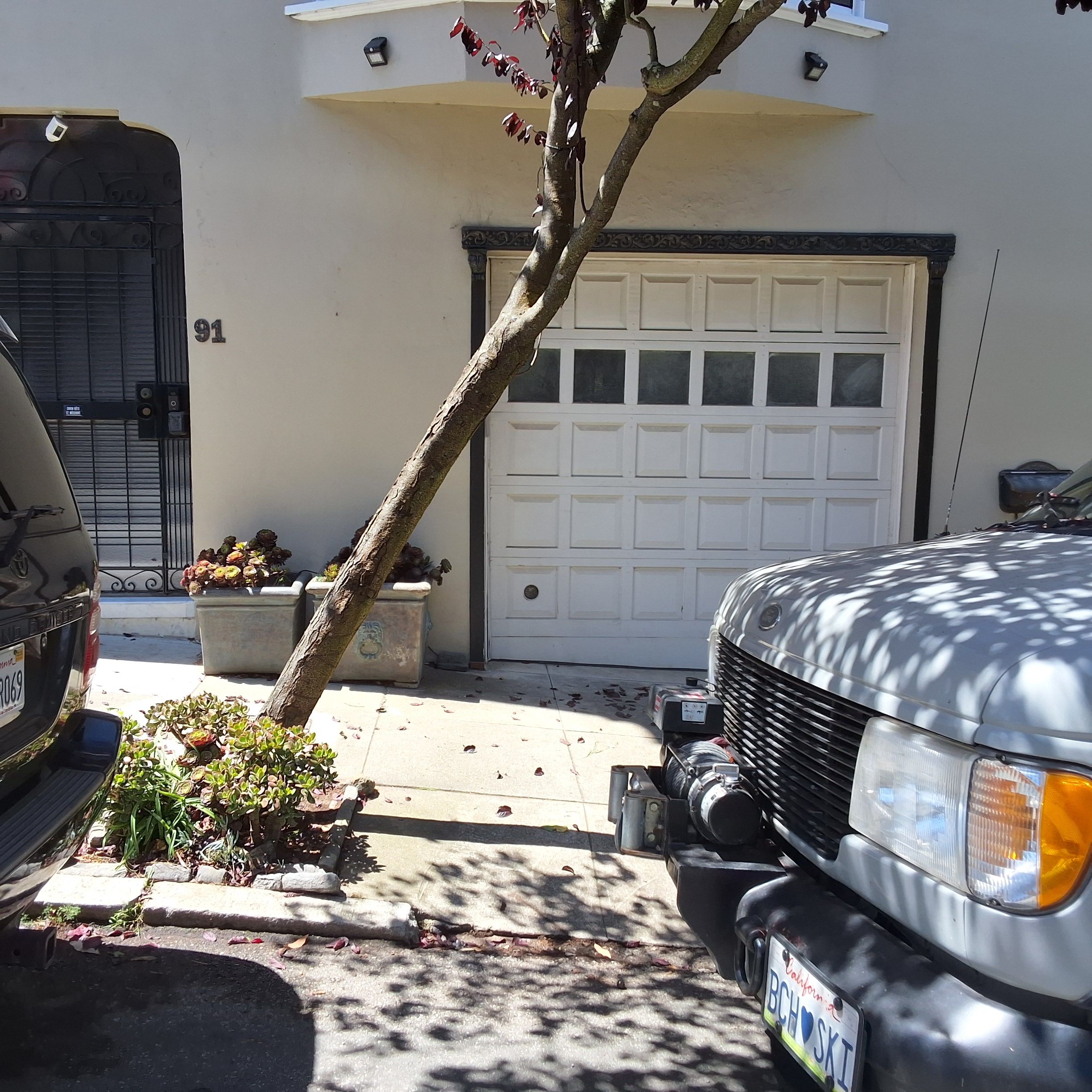 91 Woodland Ave tree