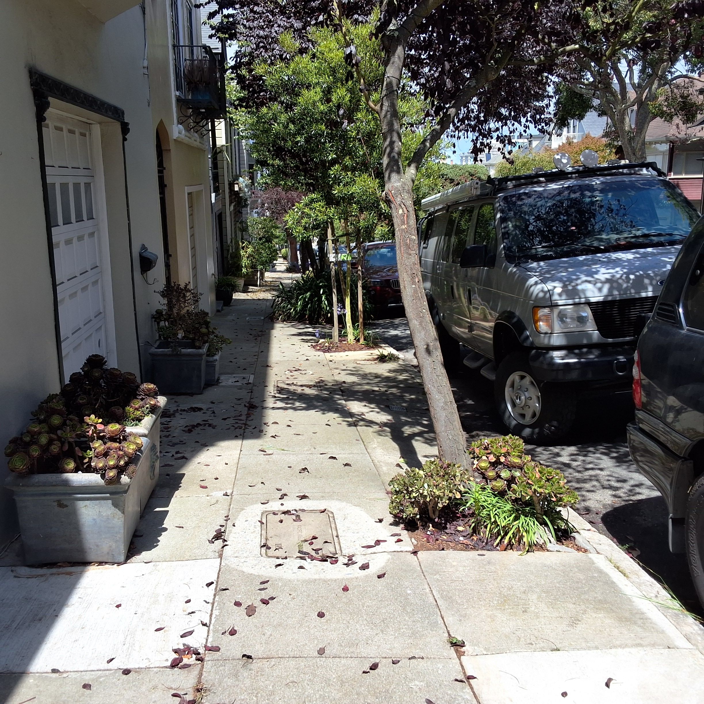 91 Woodland Ave tree