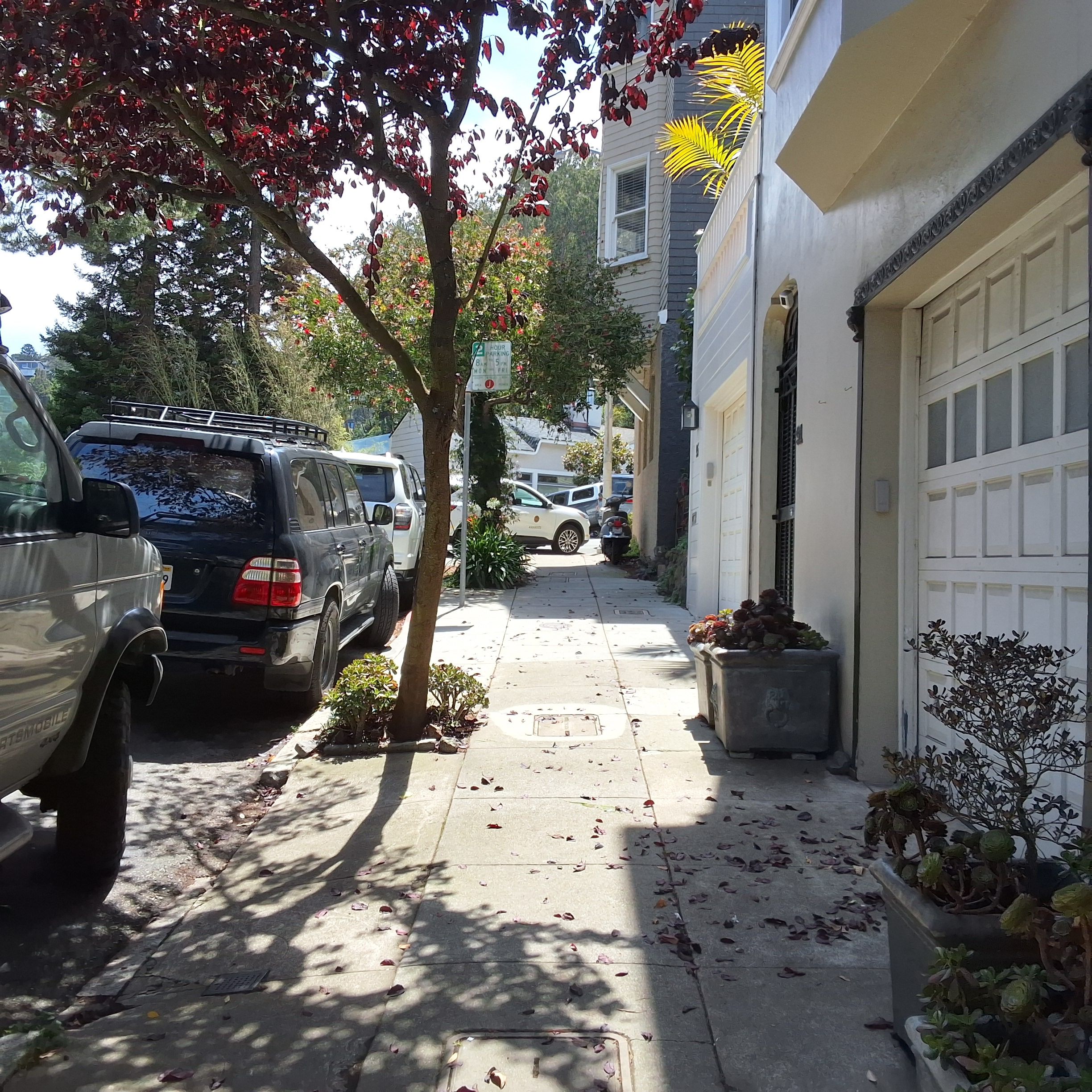 91 Woodland Ave tree