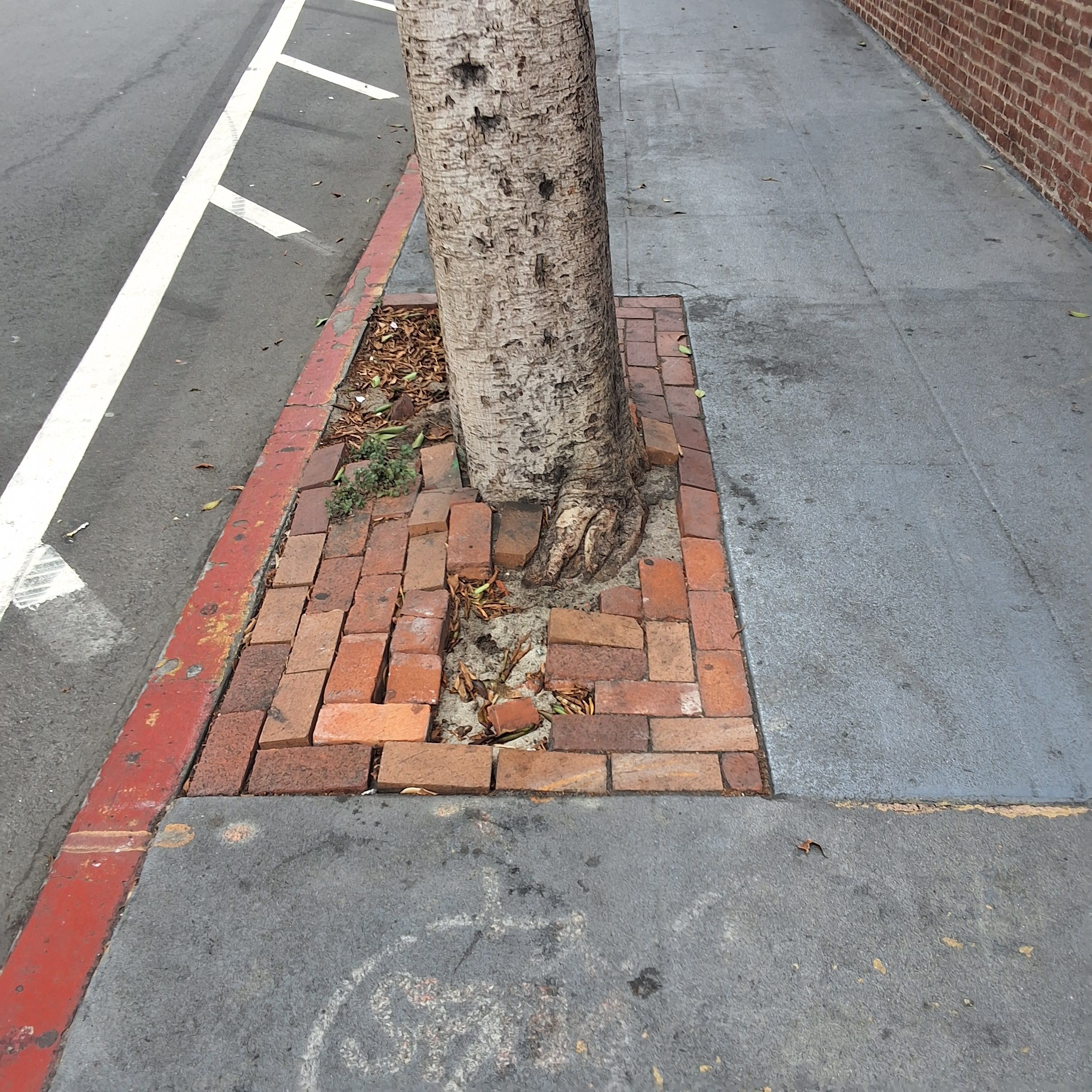 10 Hawthorne Street tree
