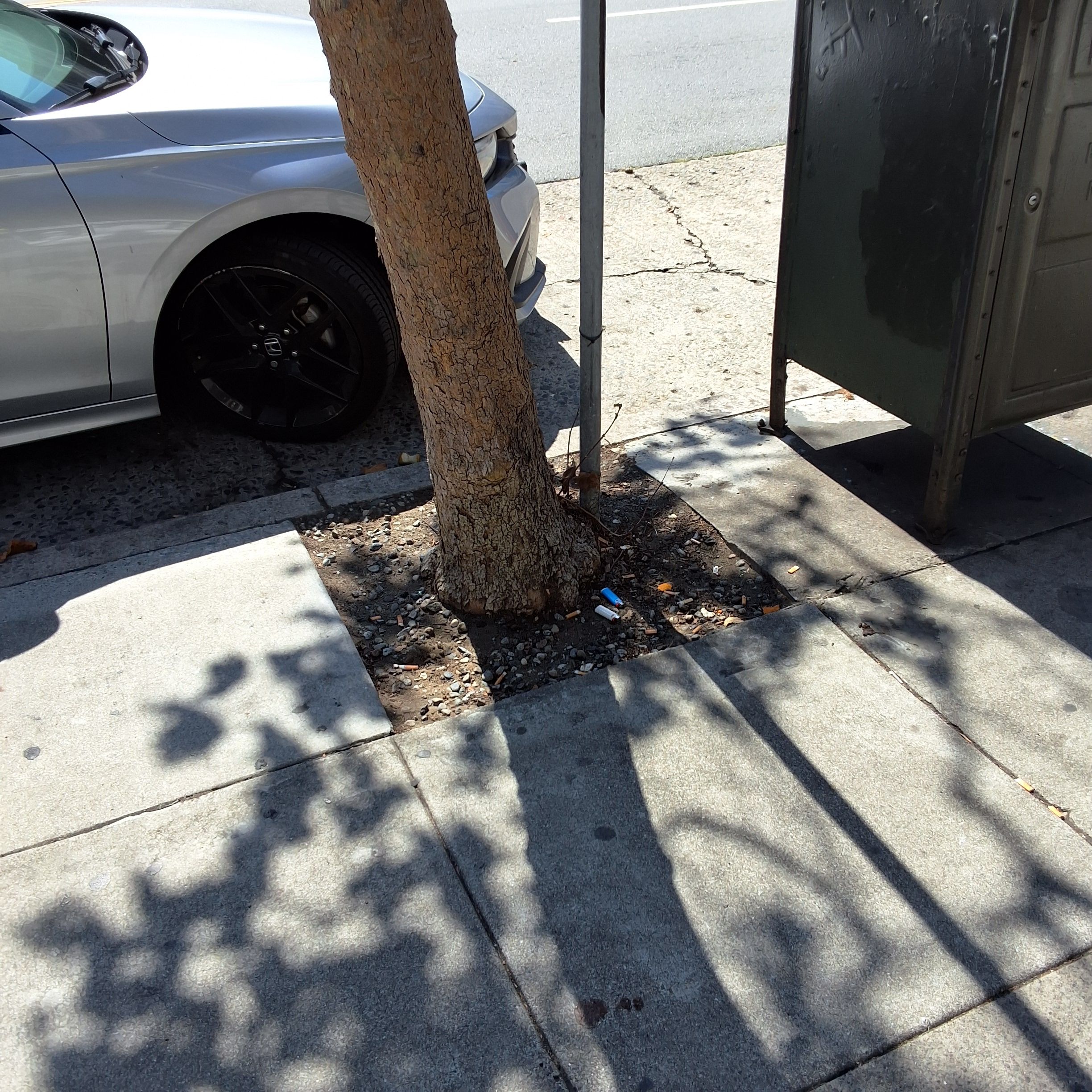 1590 Broadway tree