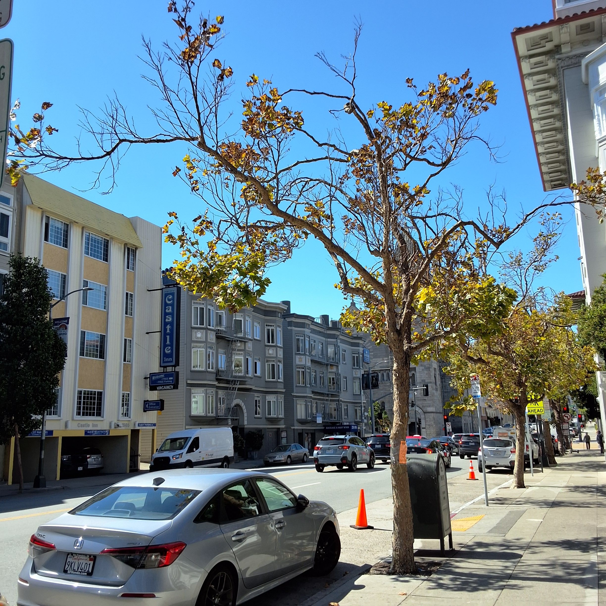 1590 Broadway tree