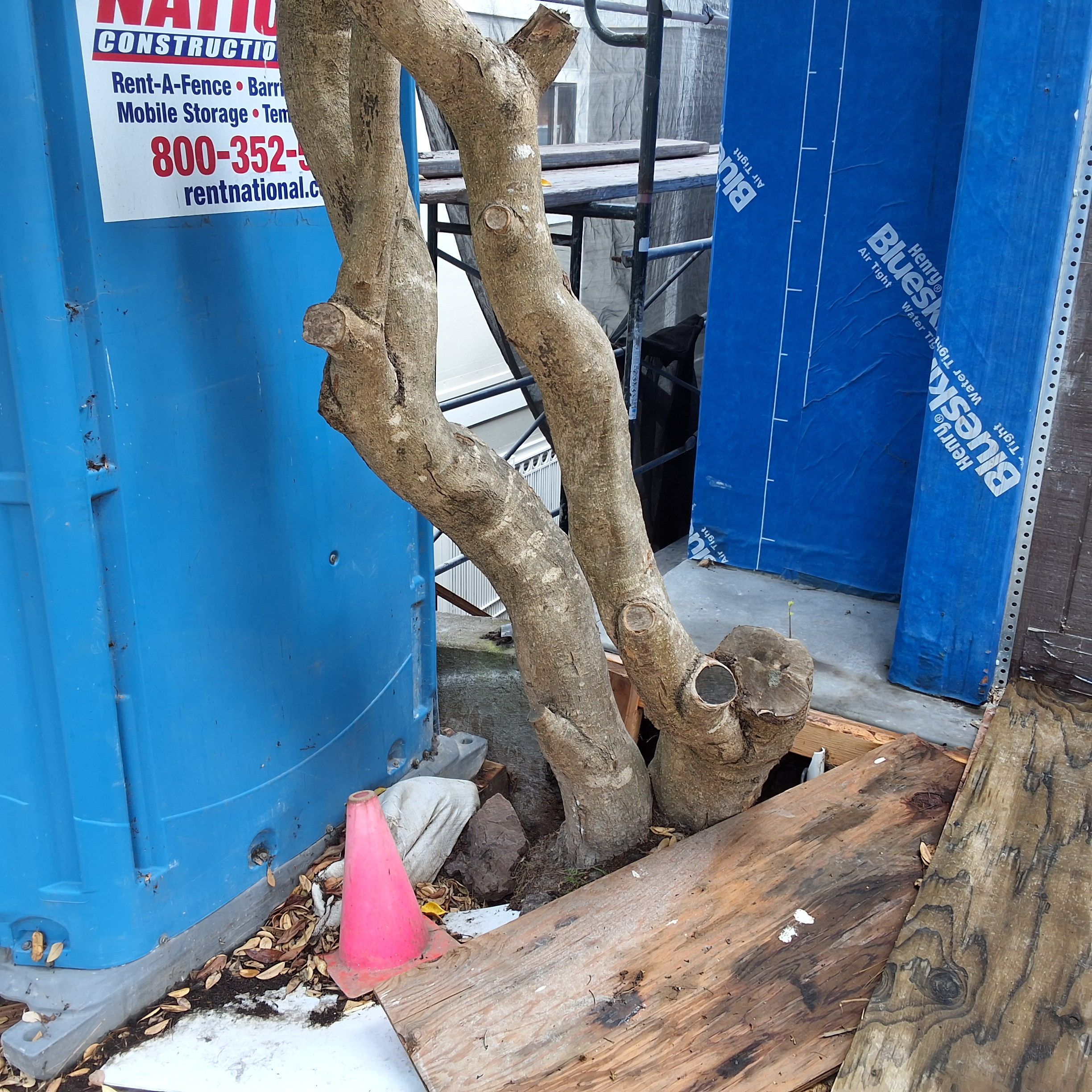 270 Beacon St tree