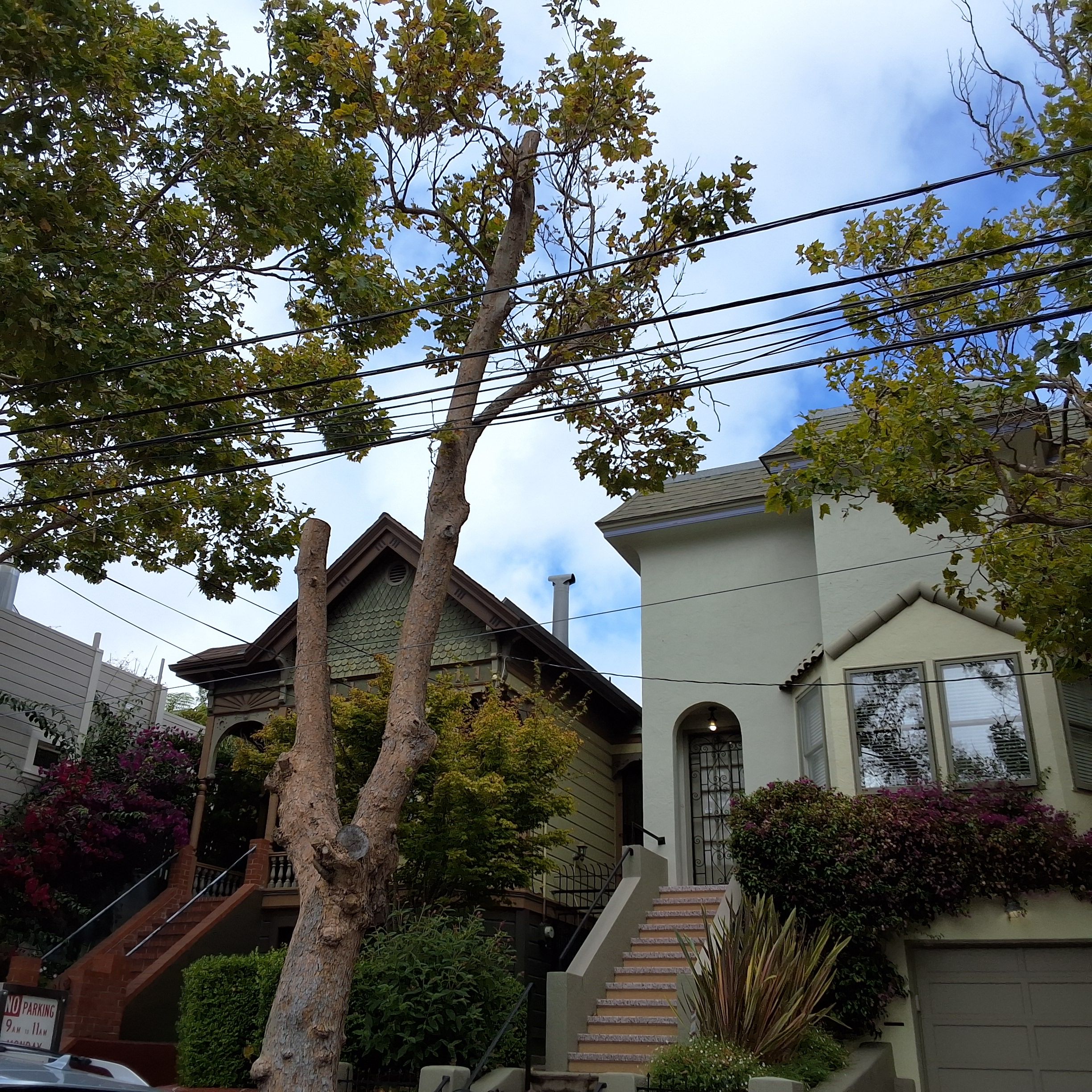34 Ford St tree