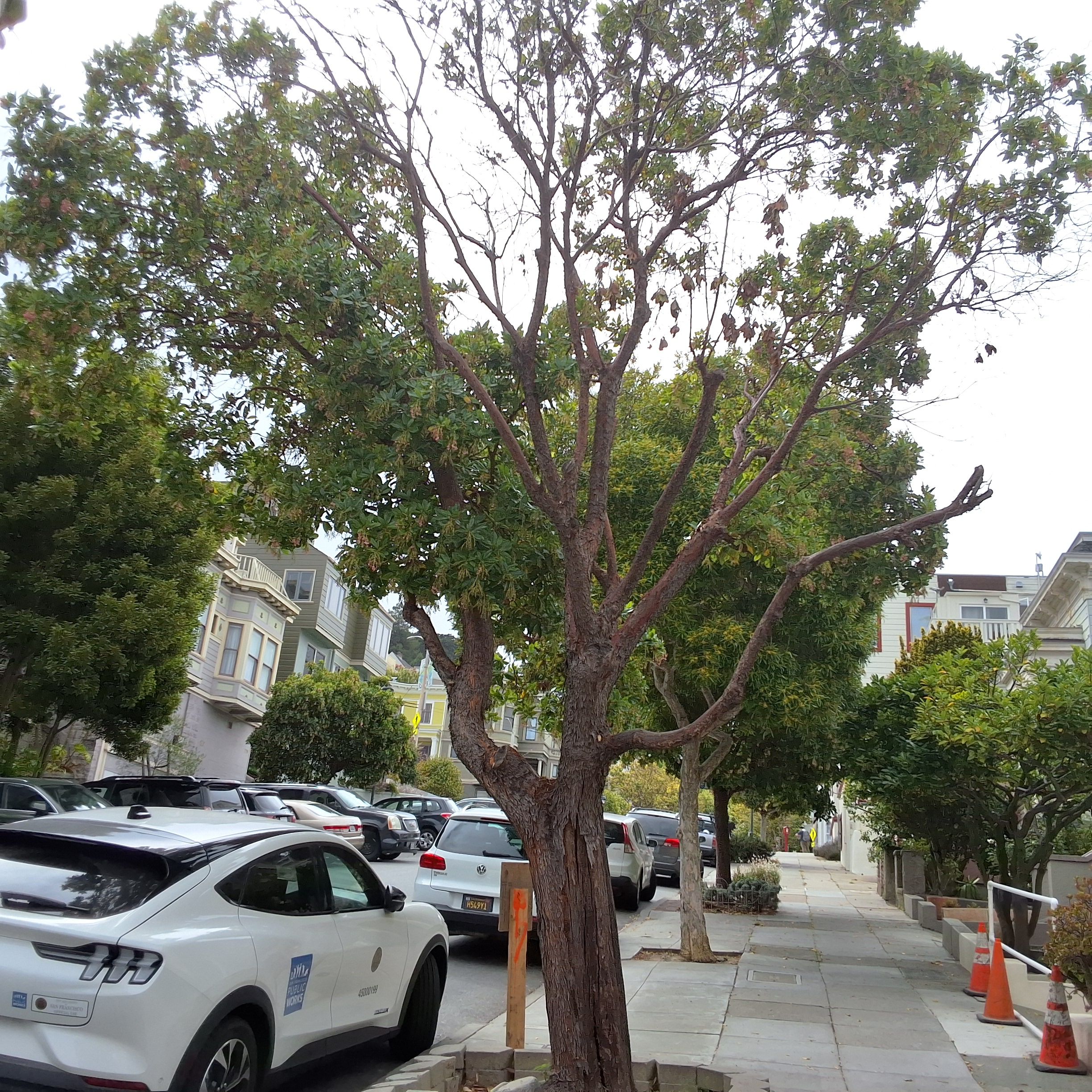 716 Waller St tree