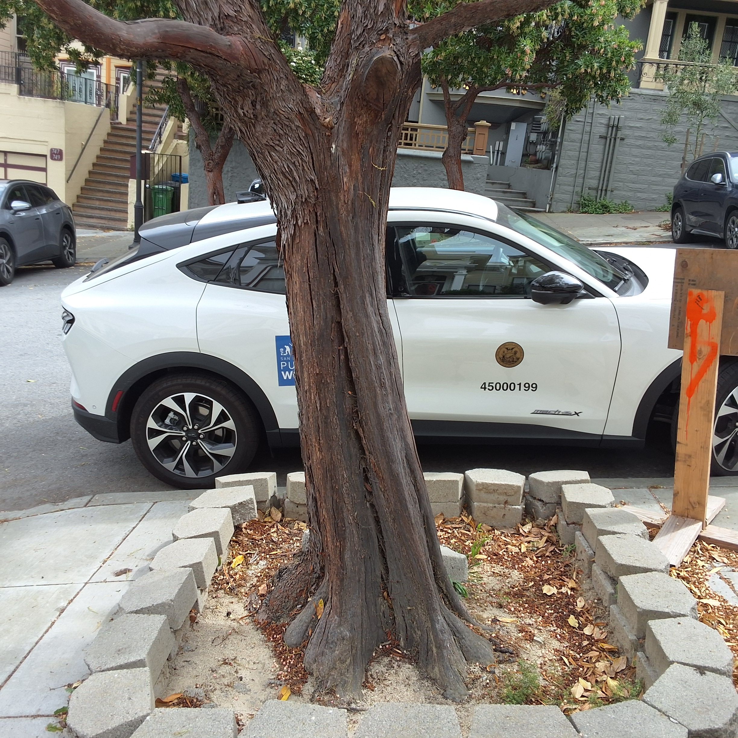 716 Waller St tree