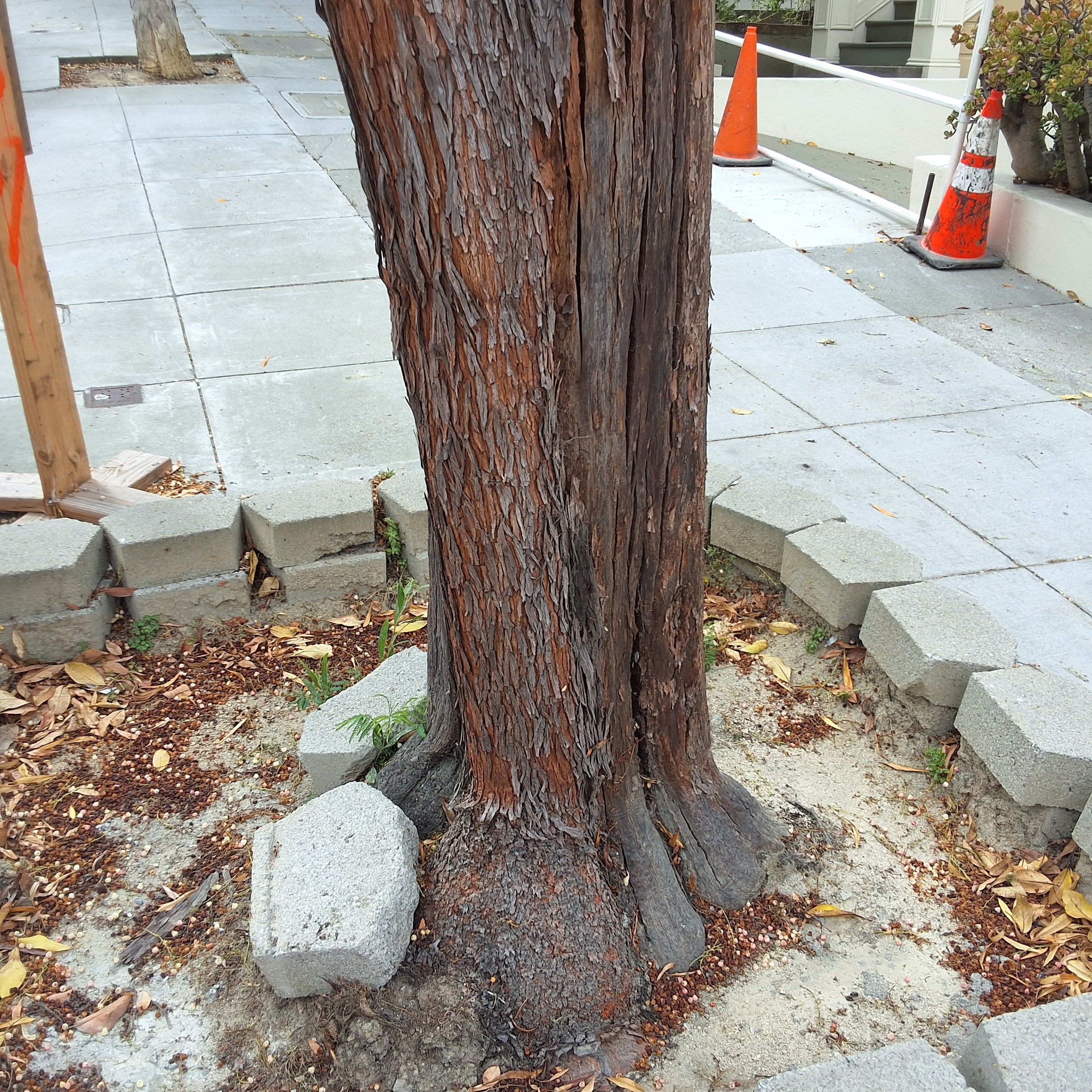 716 Waller St tree