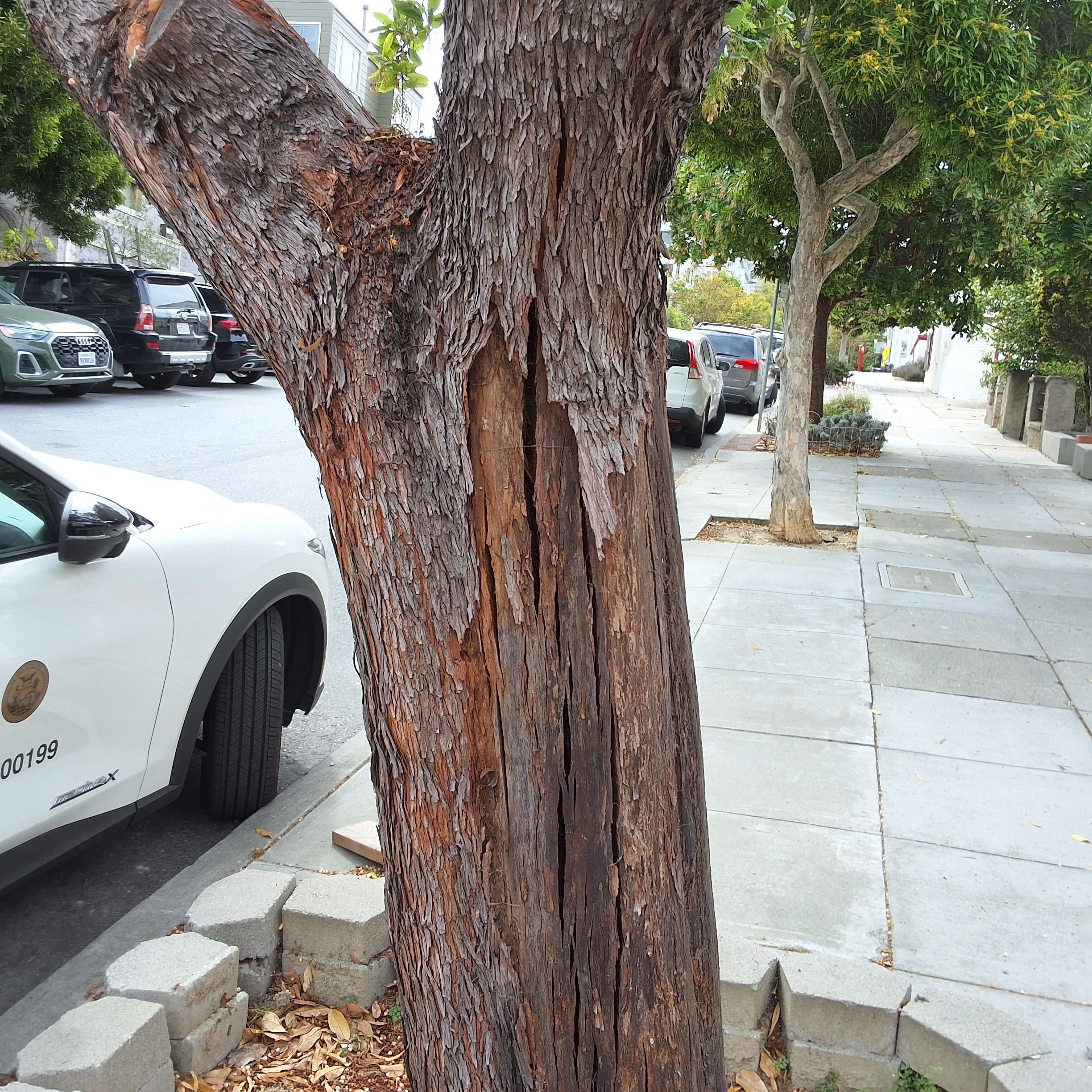 716 Waller St tree