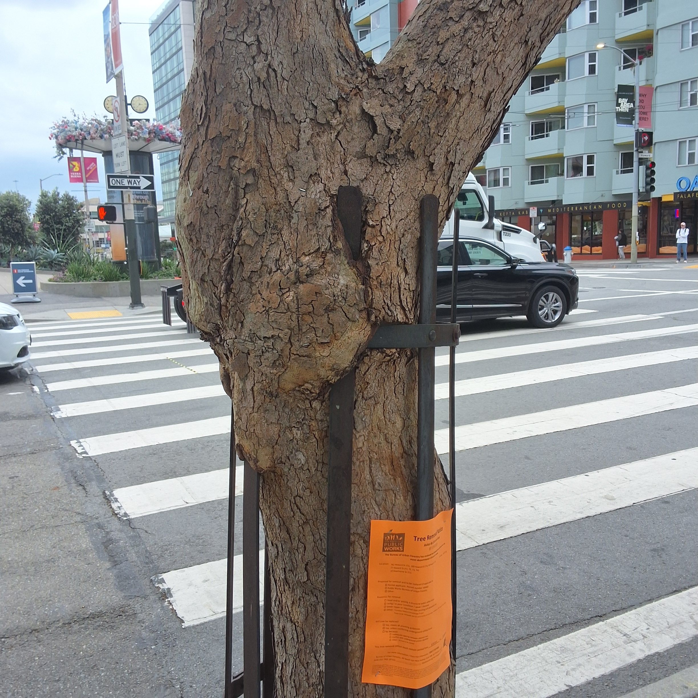 762 Howard St tree