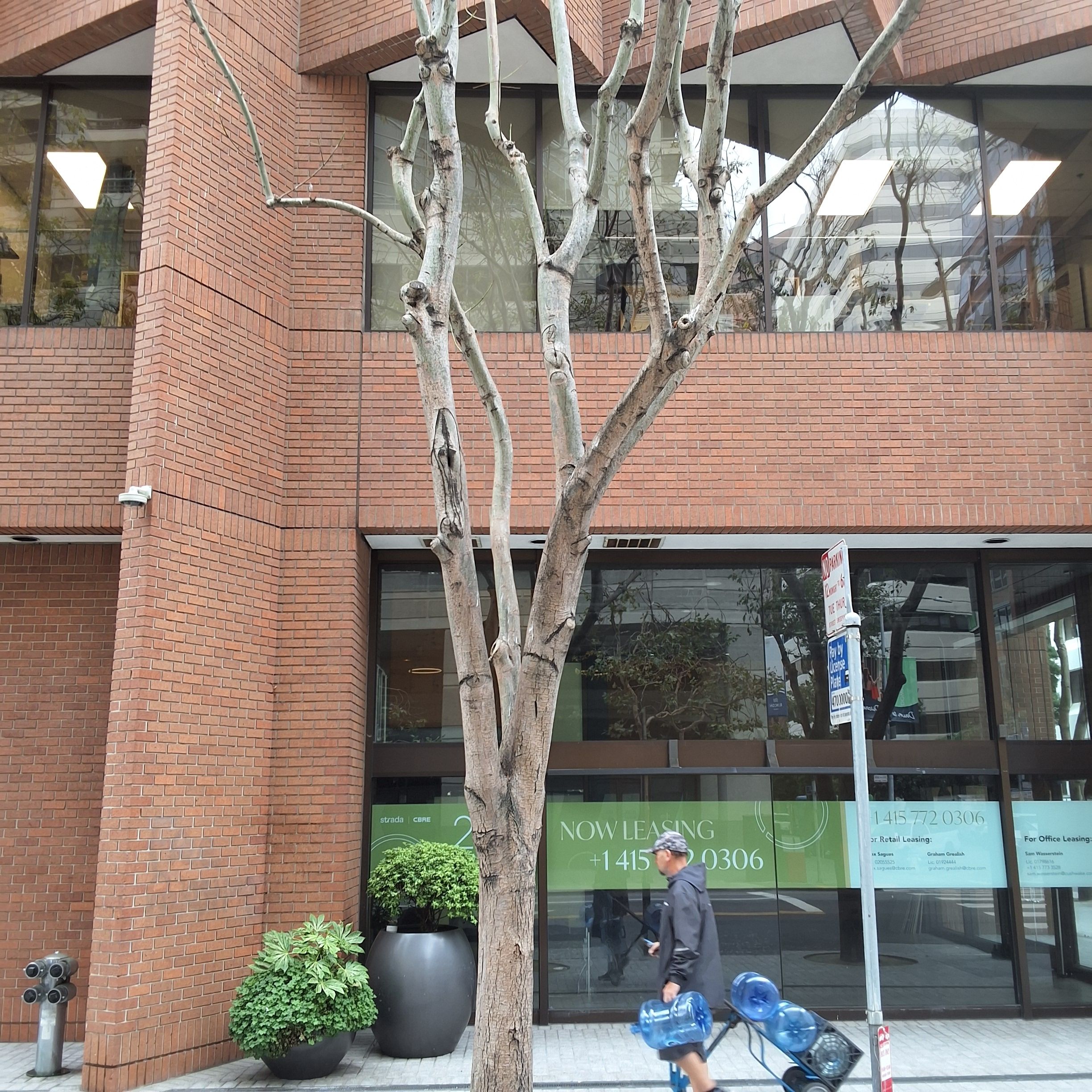 77 Howard St tree