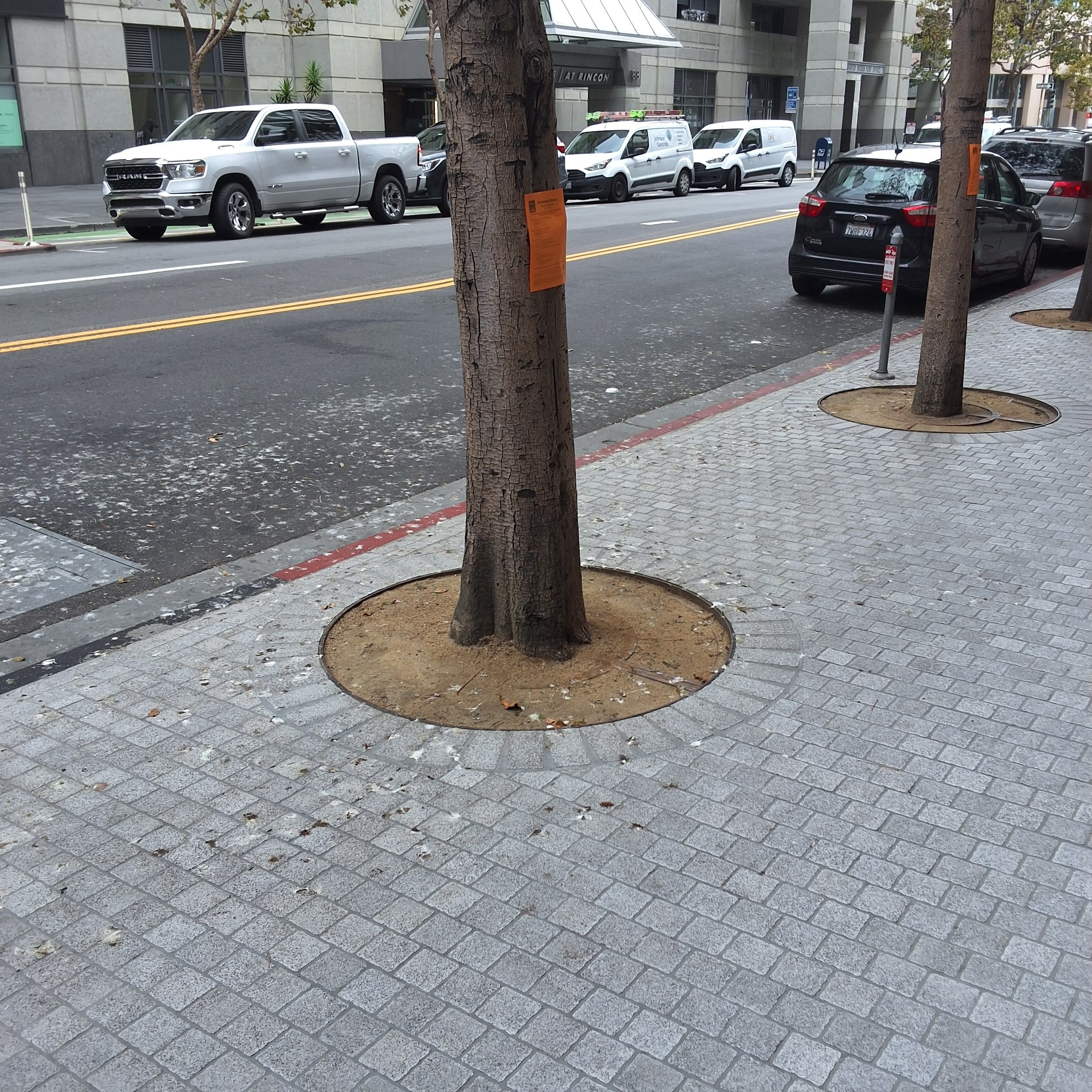 77 Howard St tree