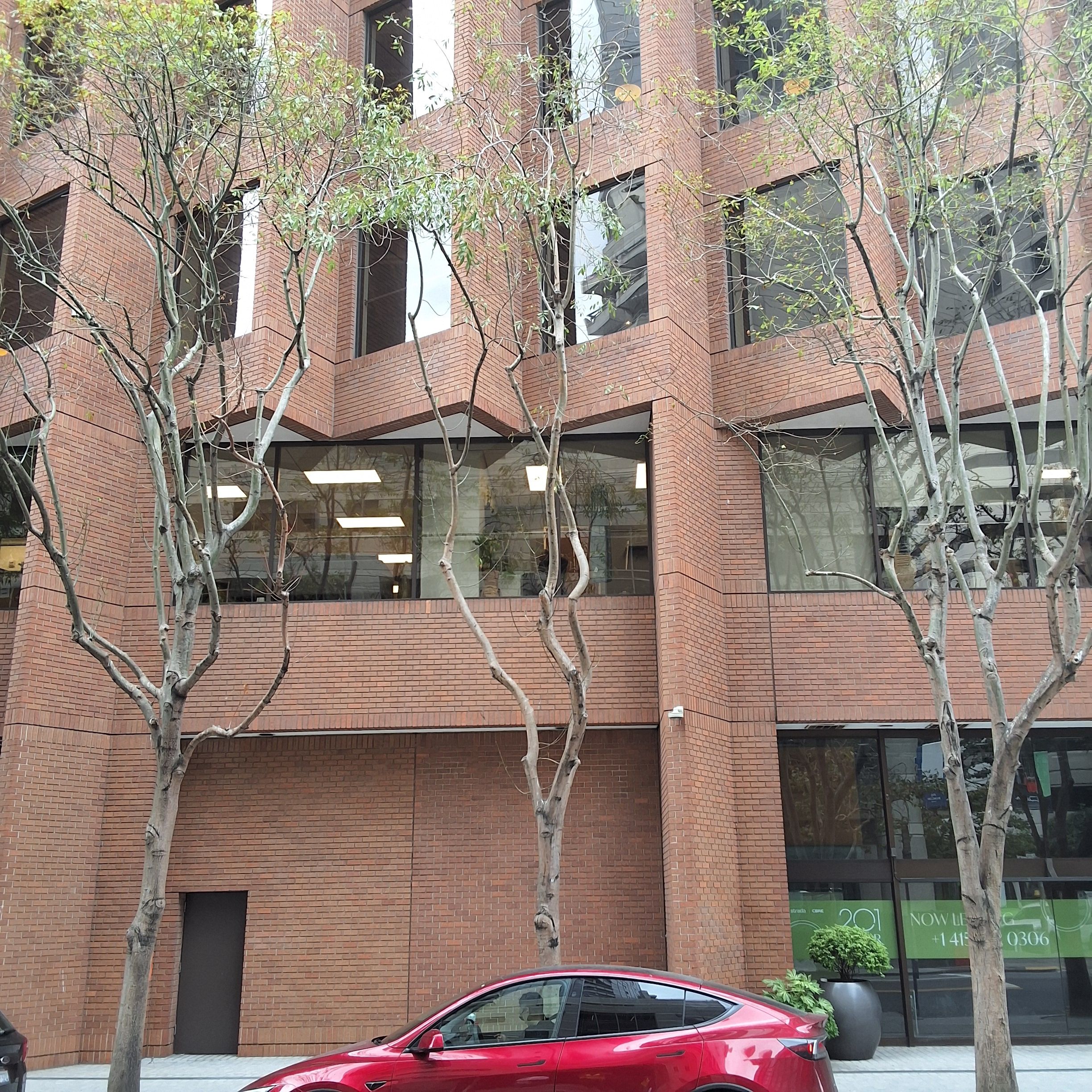77 Howard St tree