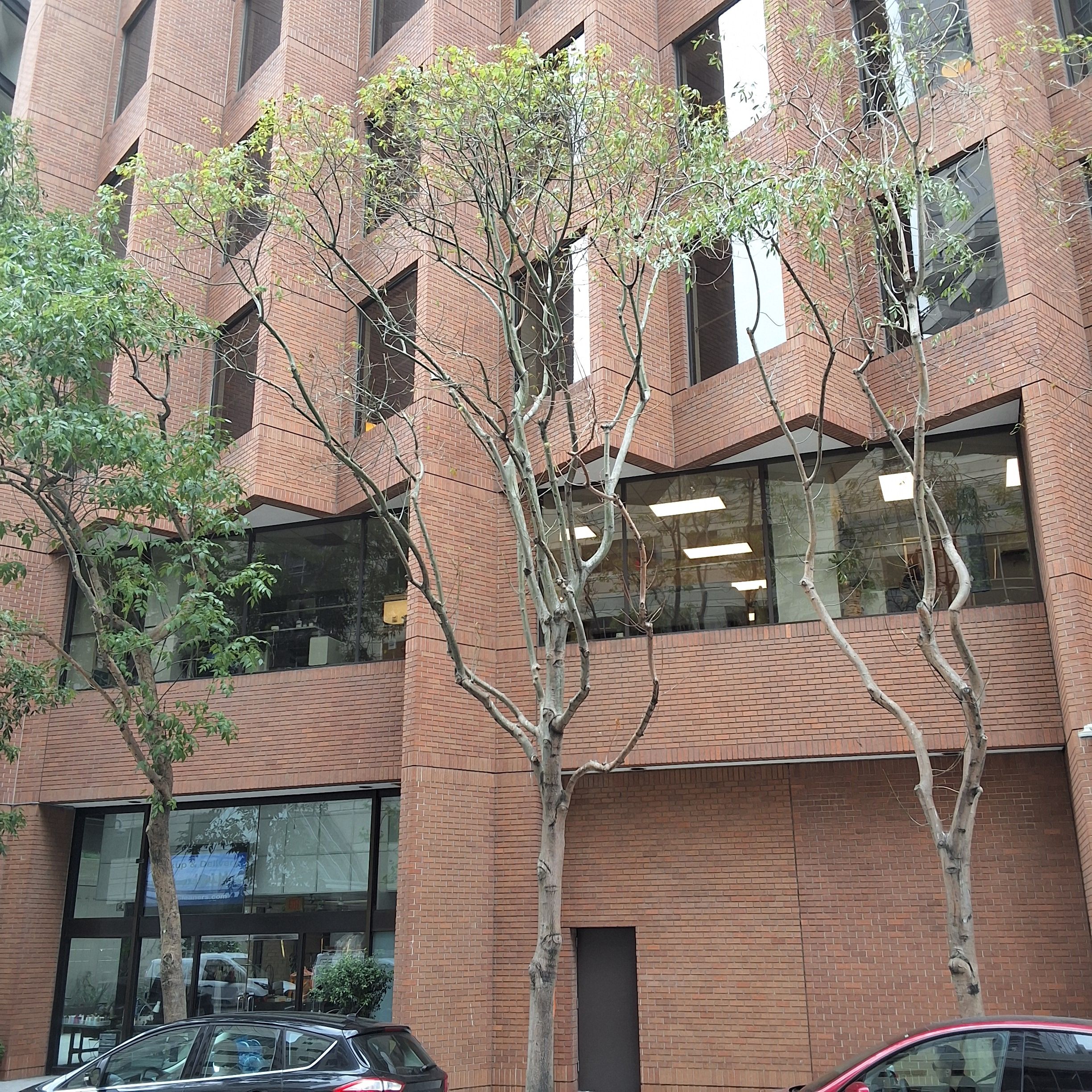 77 Howard St tree