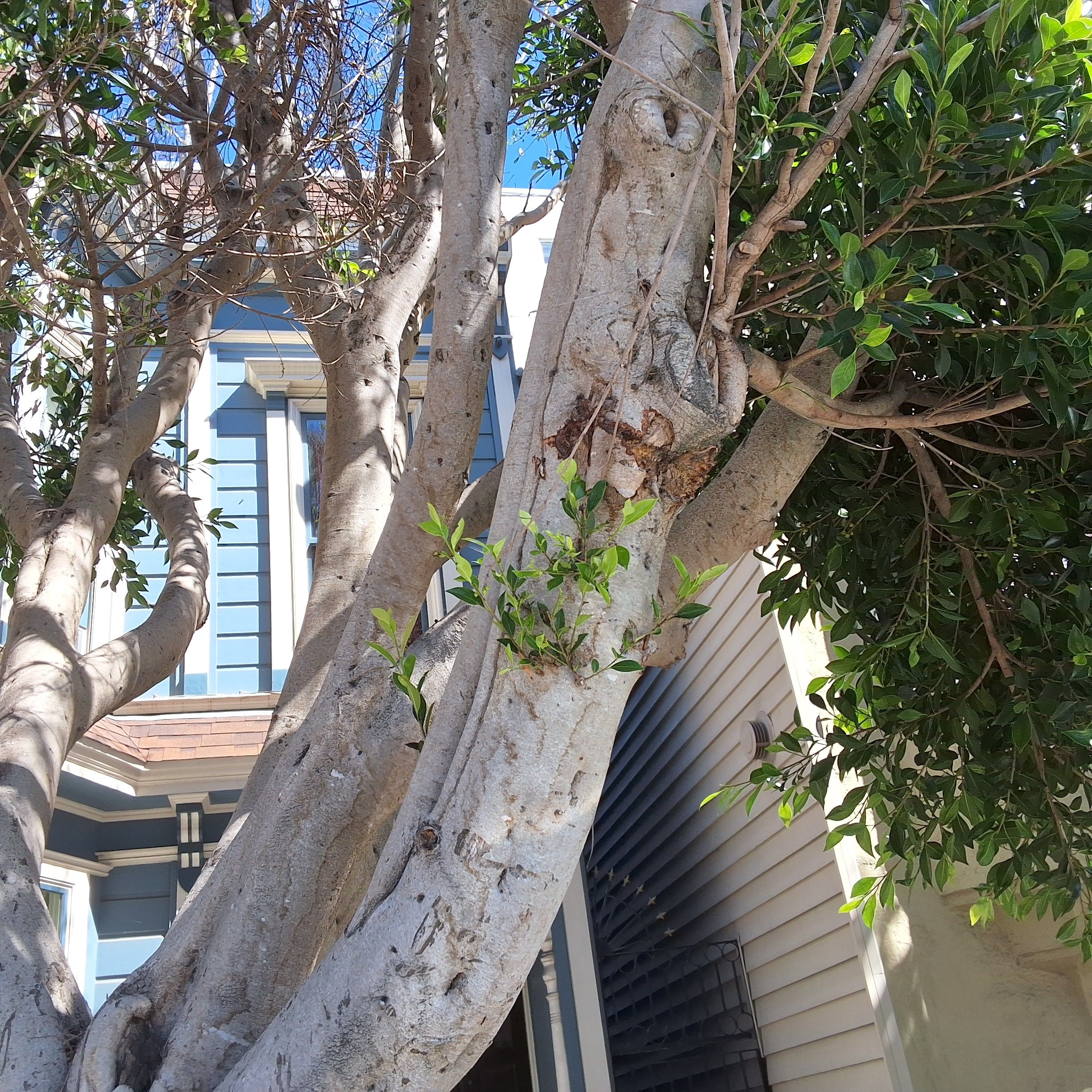 975 Church St tree