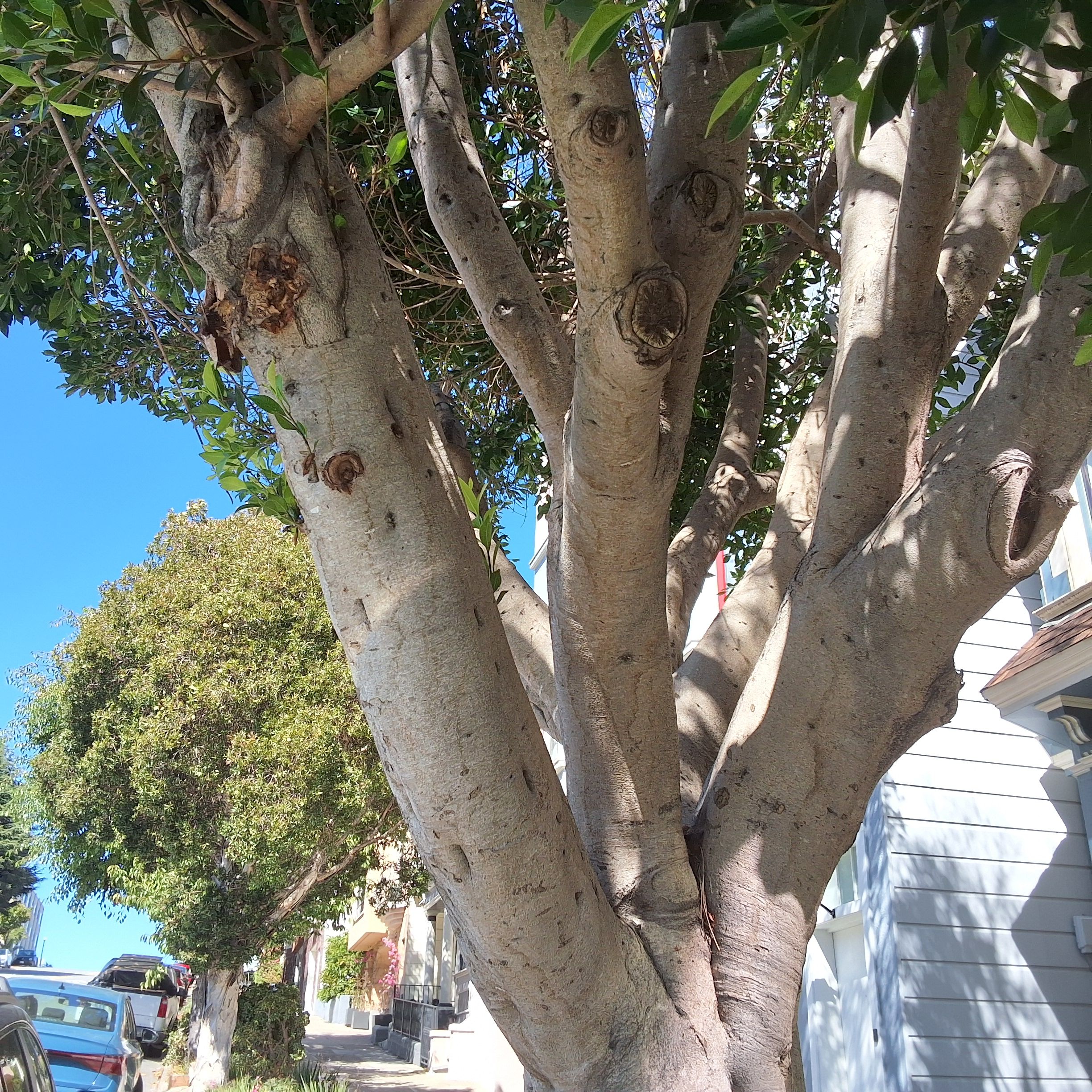 975 Church St tree