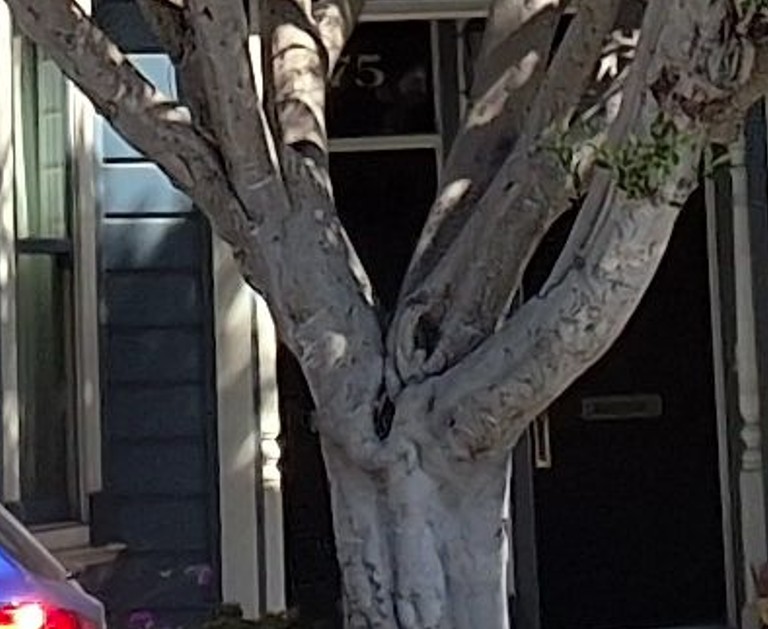 975 Church St tree