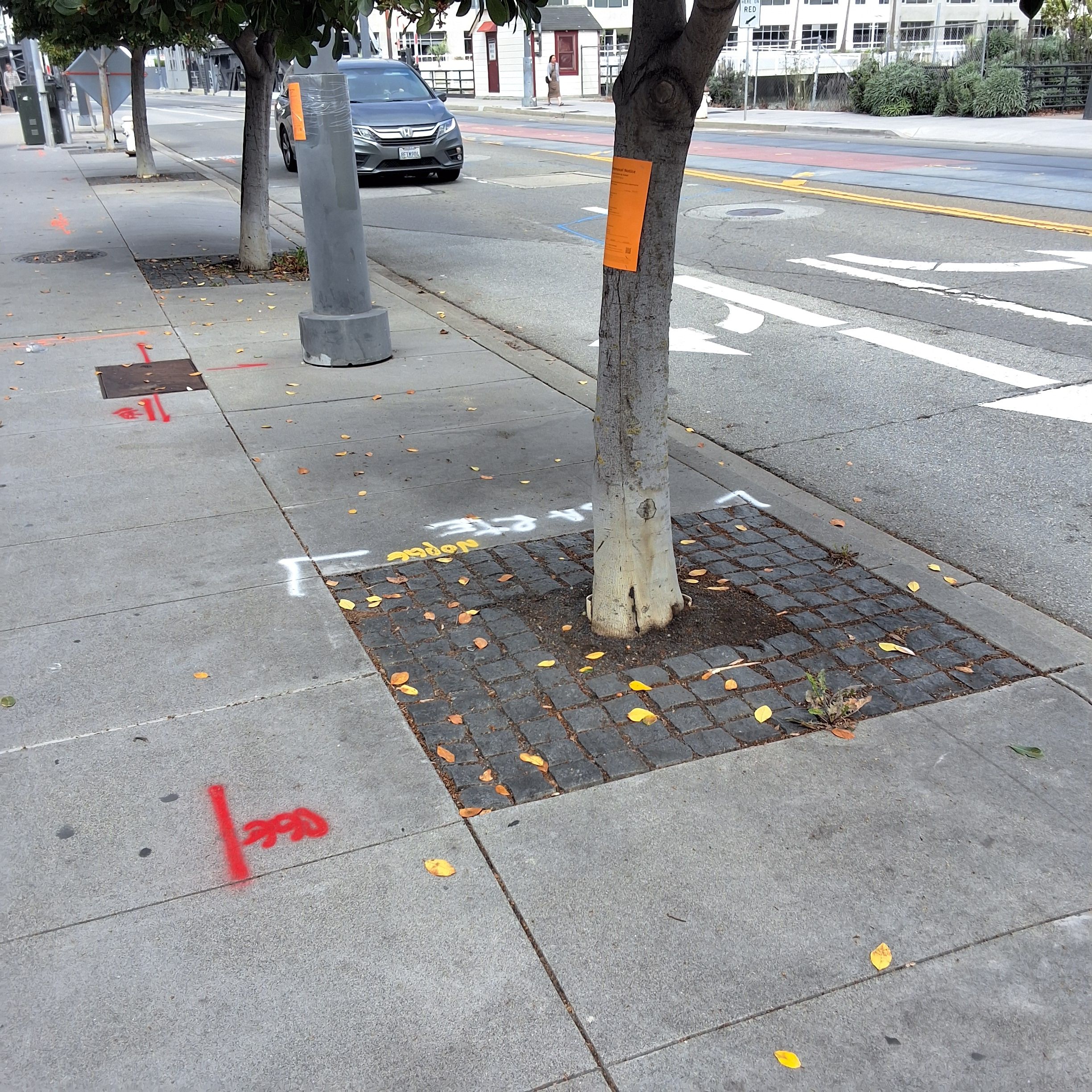 1108 4th St tree