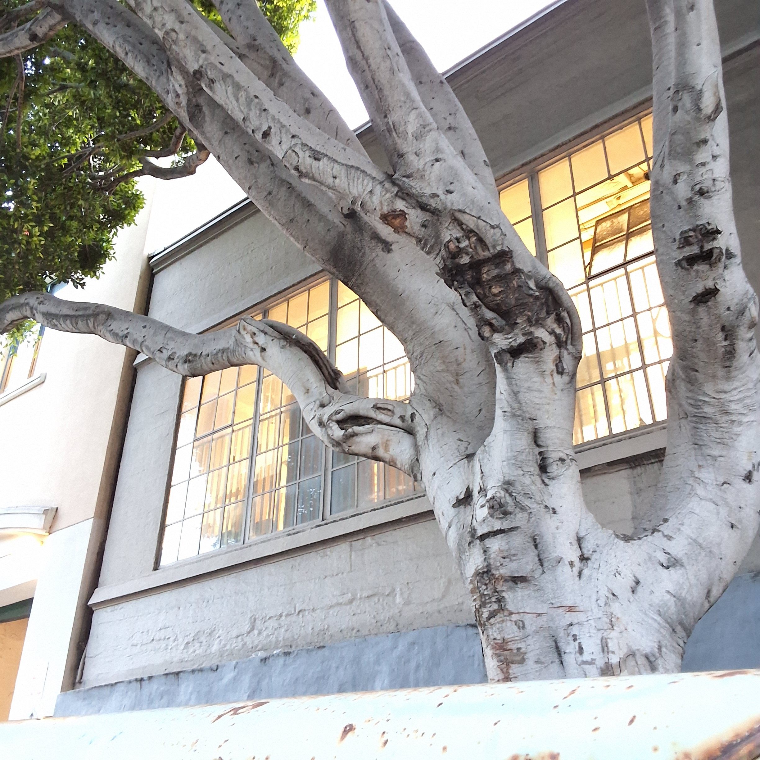 200 Potrero Ave tree