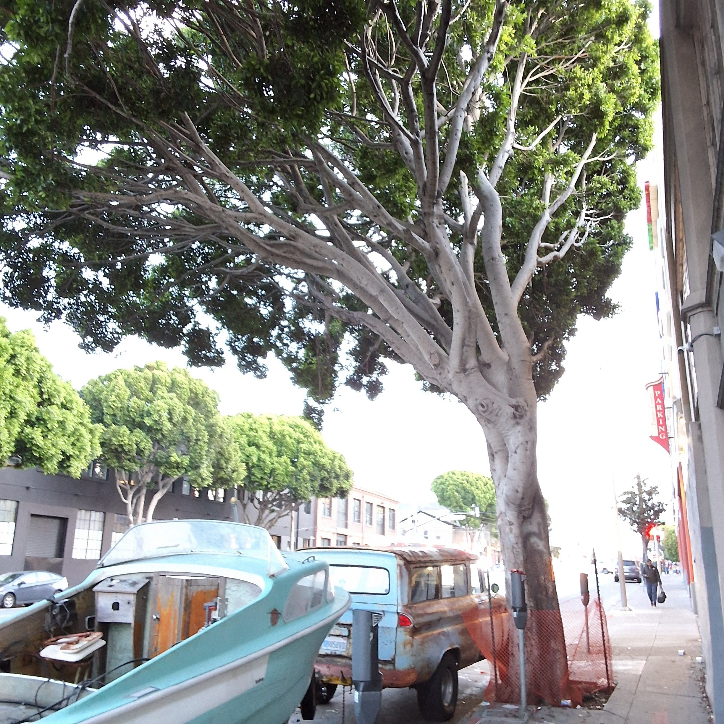 200 Potrero Ave tree