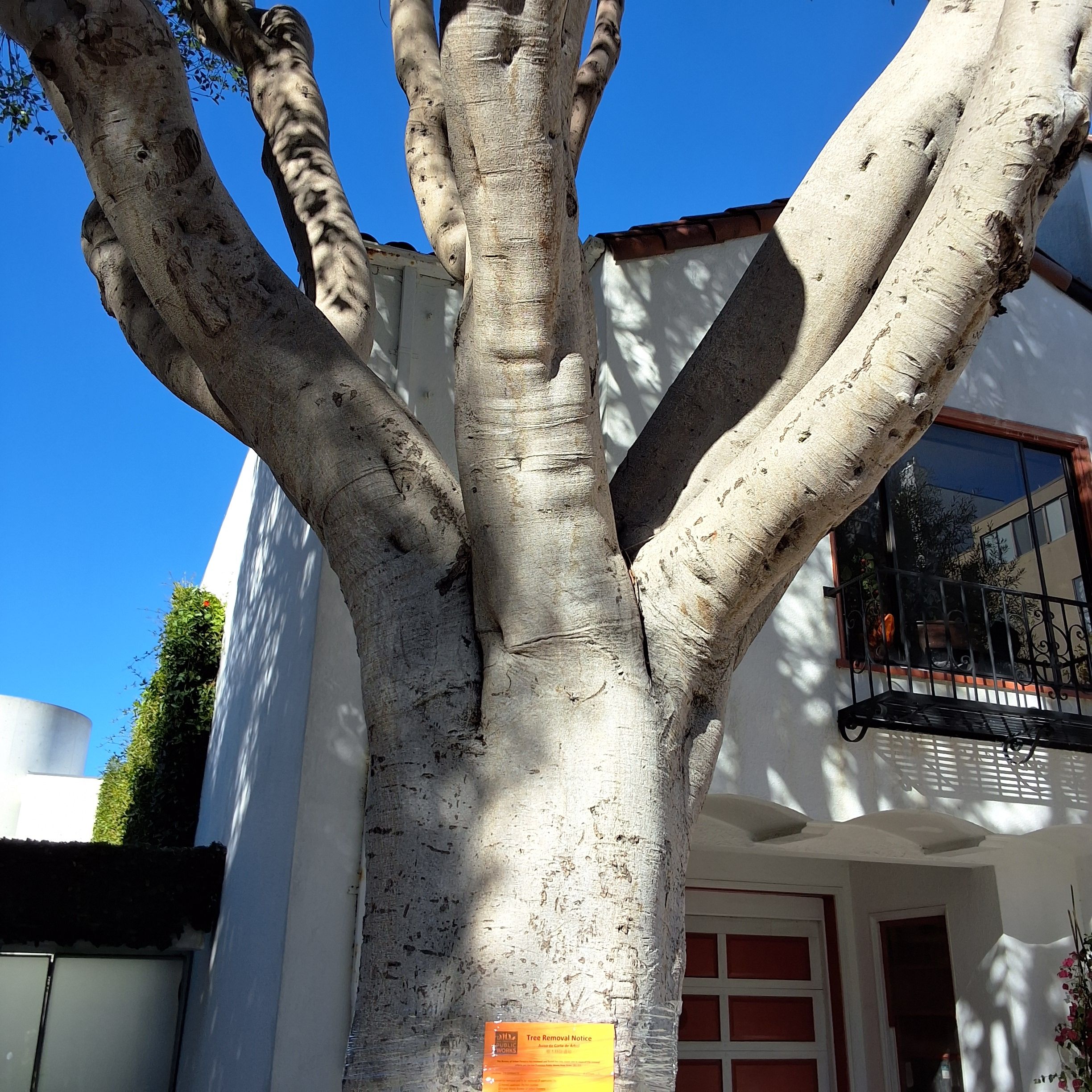 336 Lombard St tree