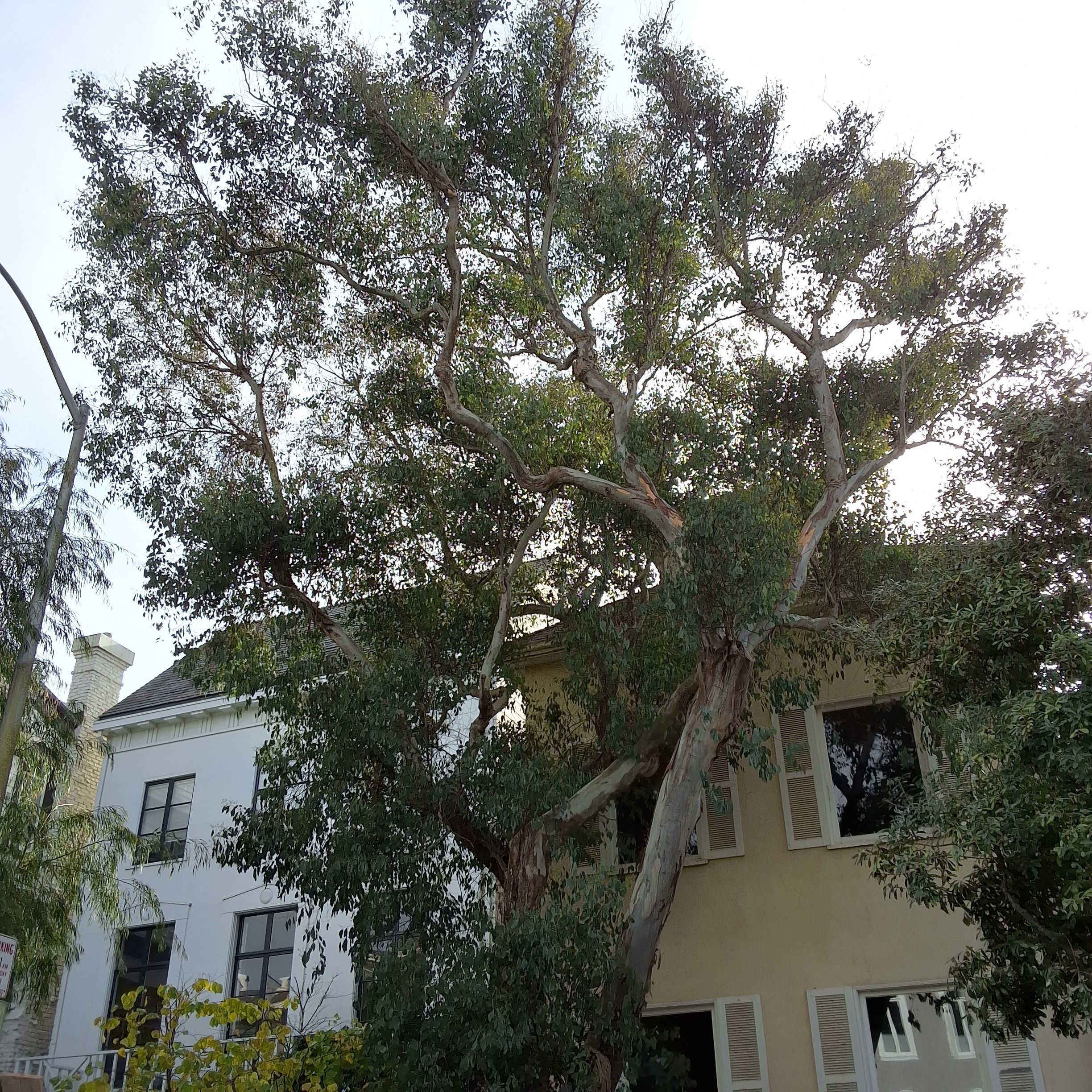 3969 Washington St tree