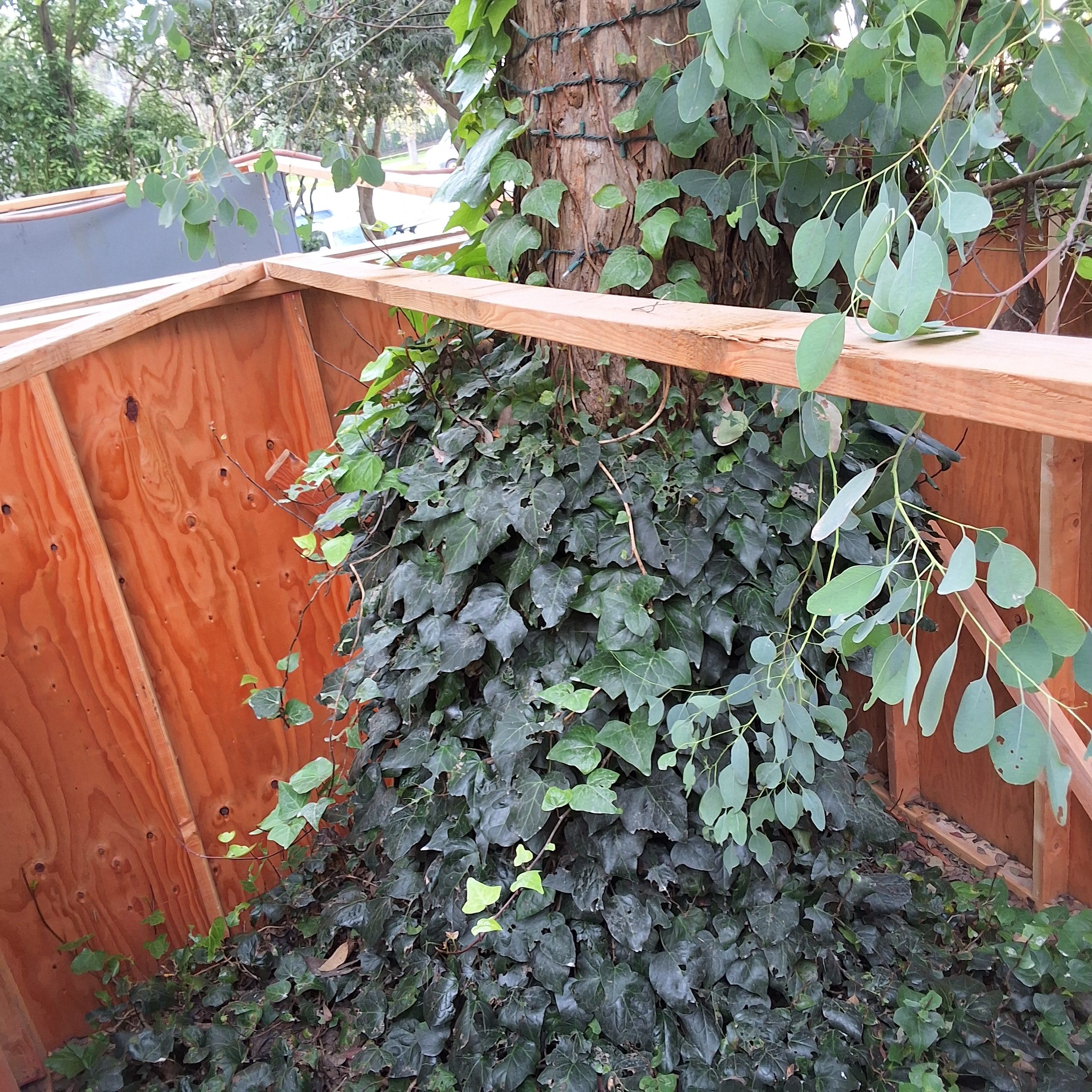 3969 Washington St tree