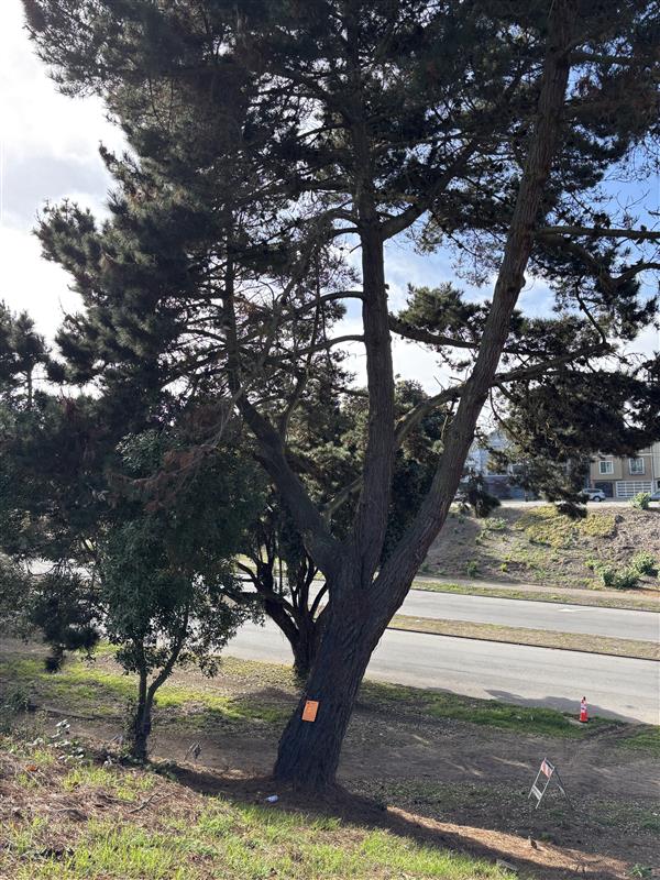 1200 Sunset Ave tree