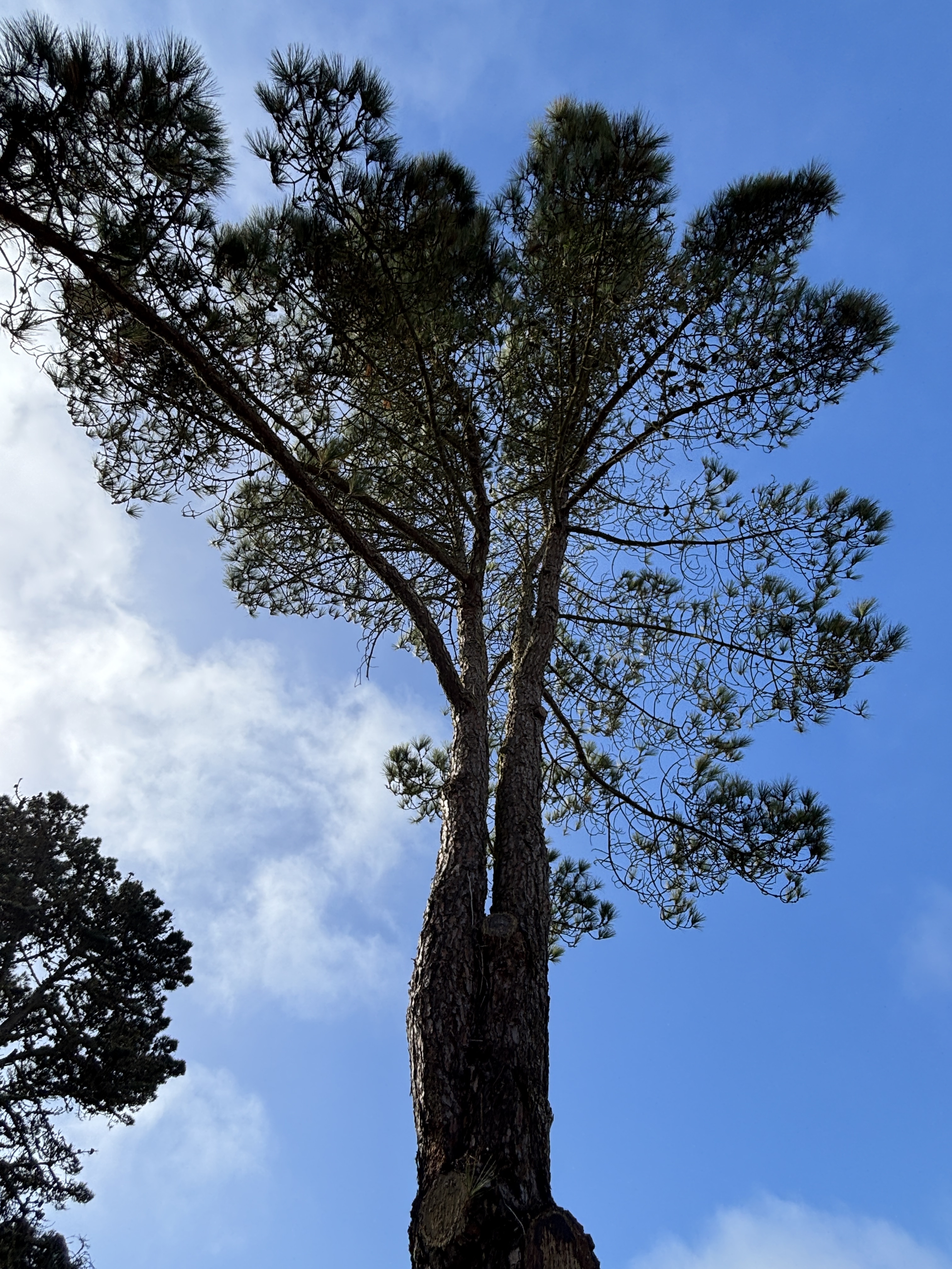 1200 Sunset Ave tree