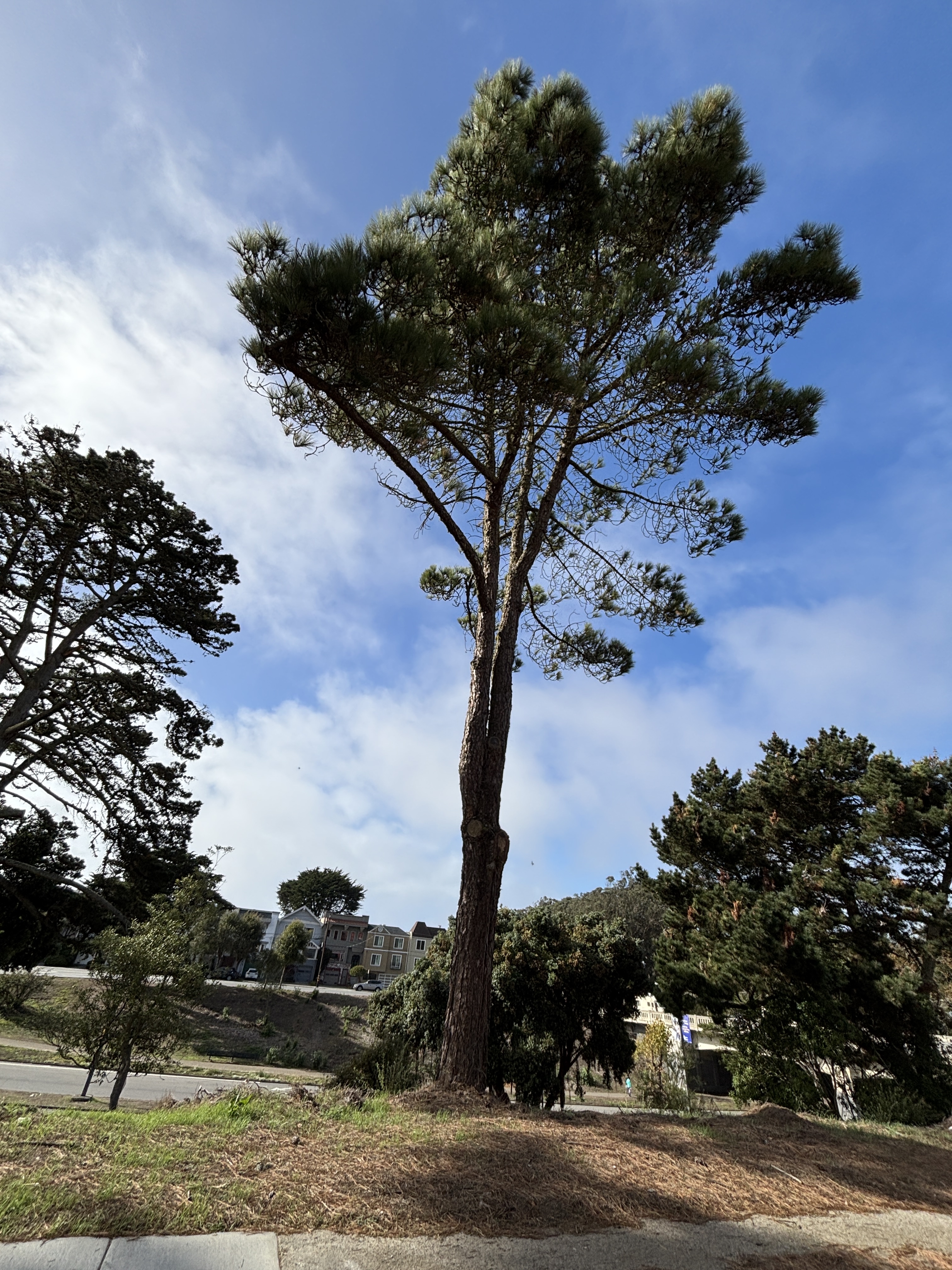 1200 Sunset Ave tree