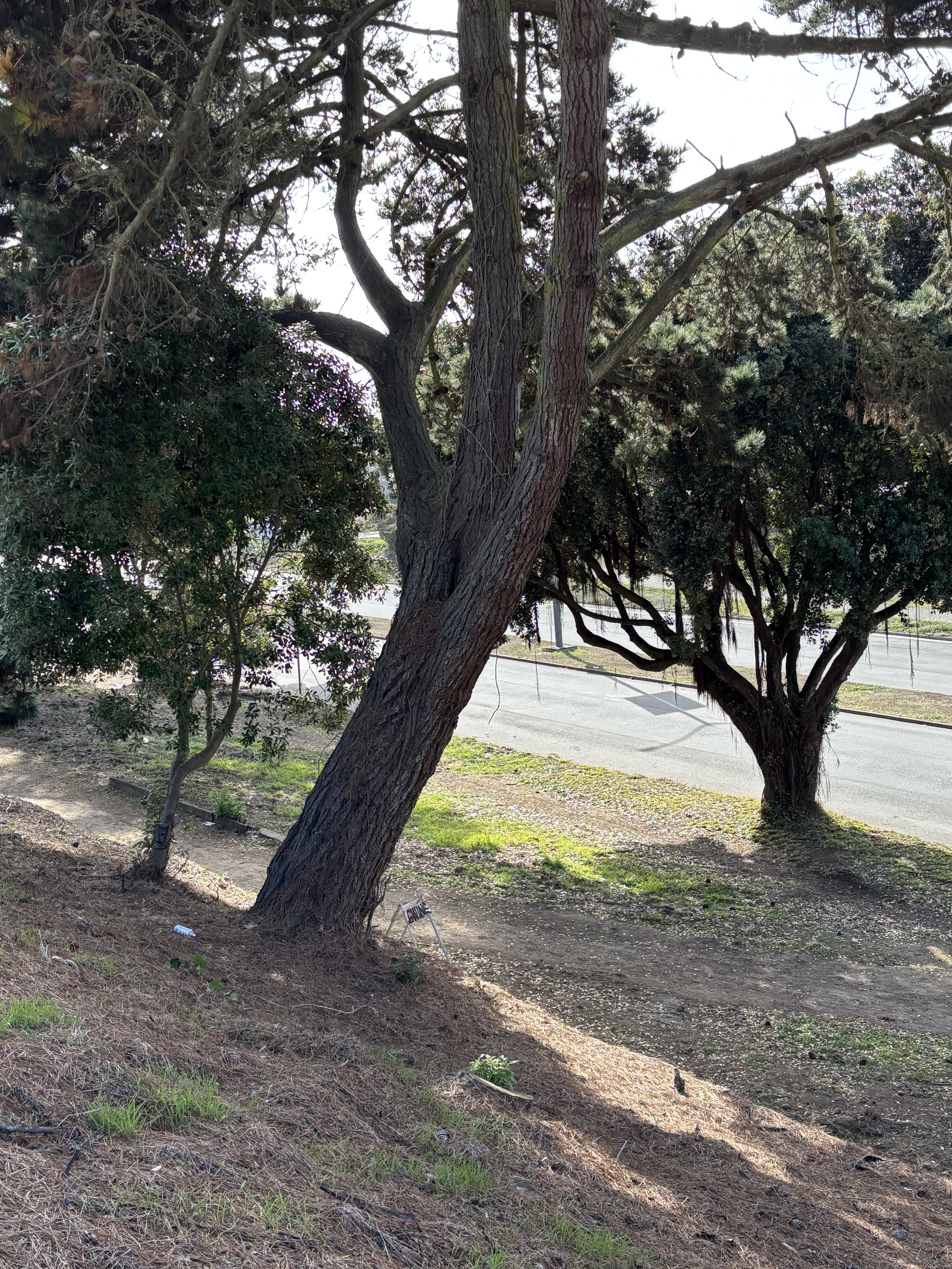 1200 Sunset Ave tree